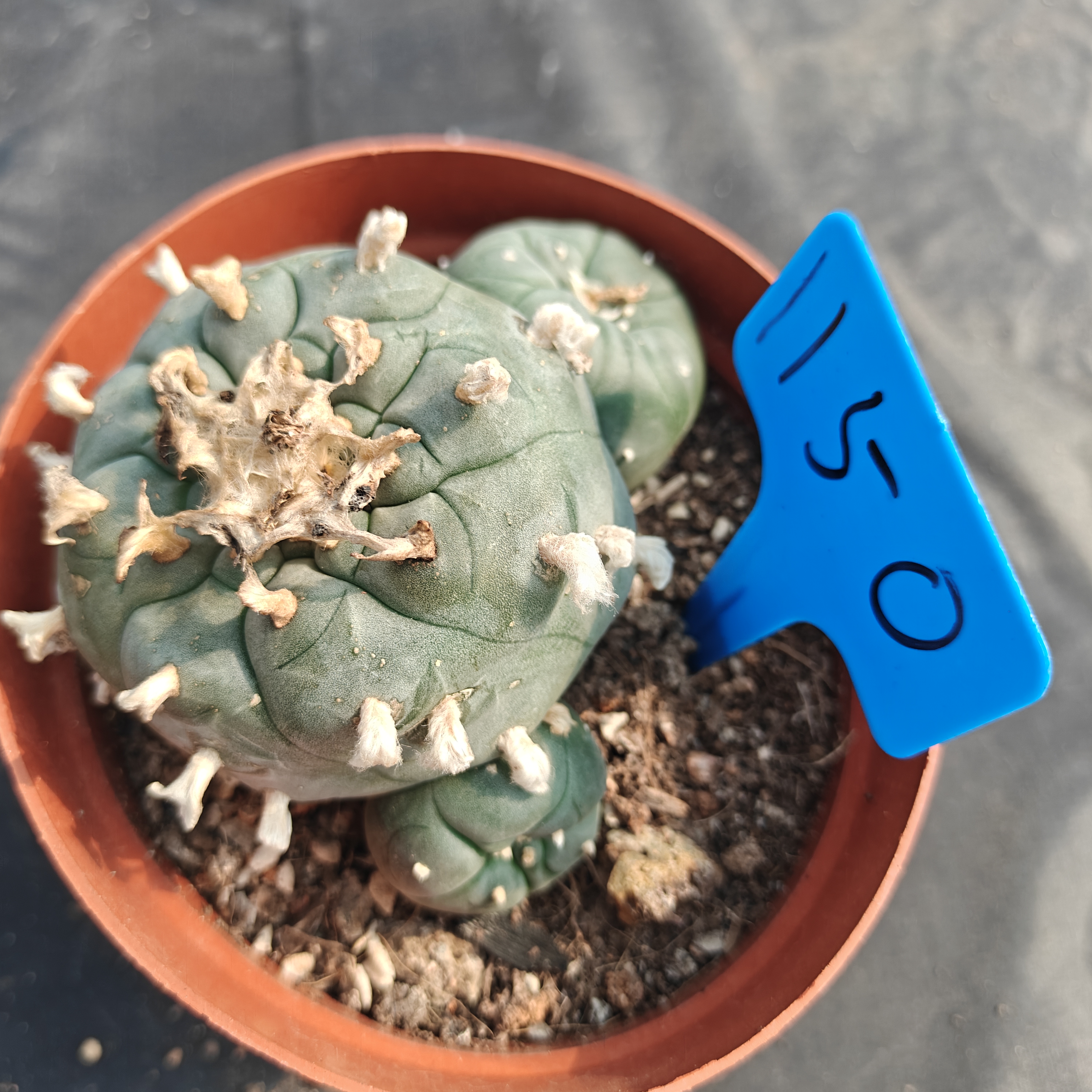 10-11cm（WYSIWYG）Lophophora williamsii  6-8 years old Number 1150