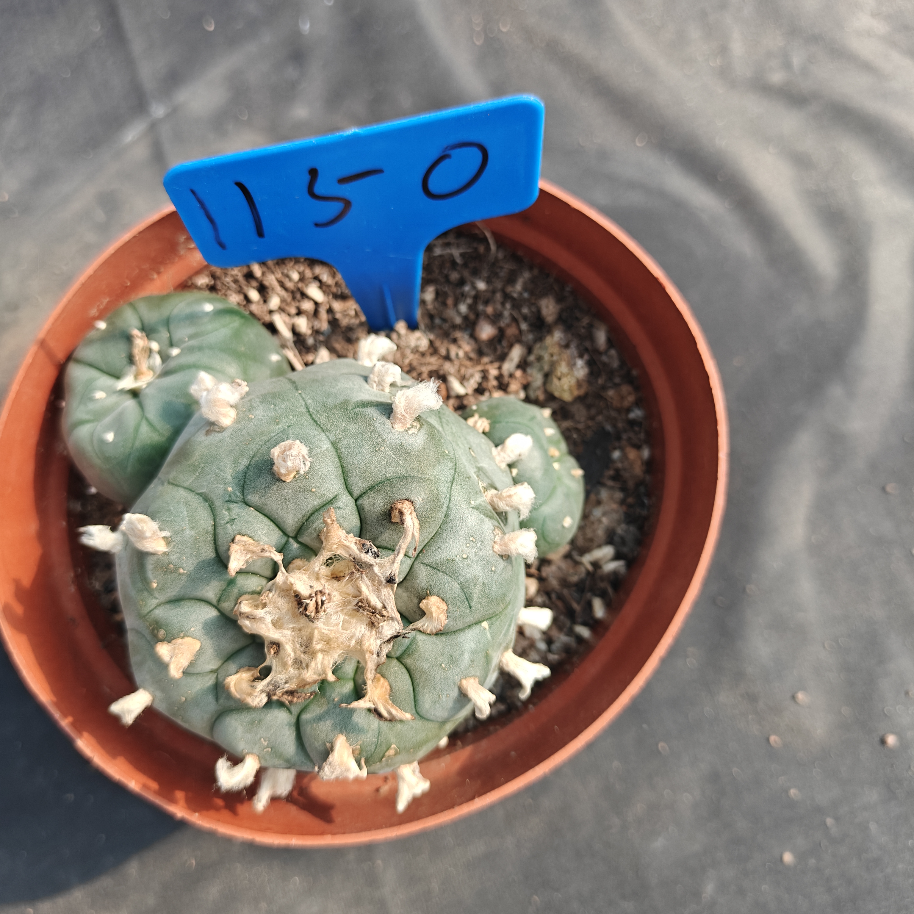 10-11cm（WYSIWYG）Lophophora williamsii  6-8 years old Number 1150
