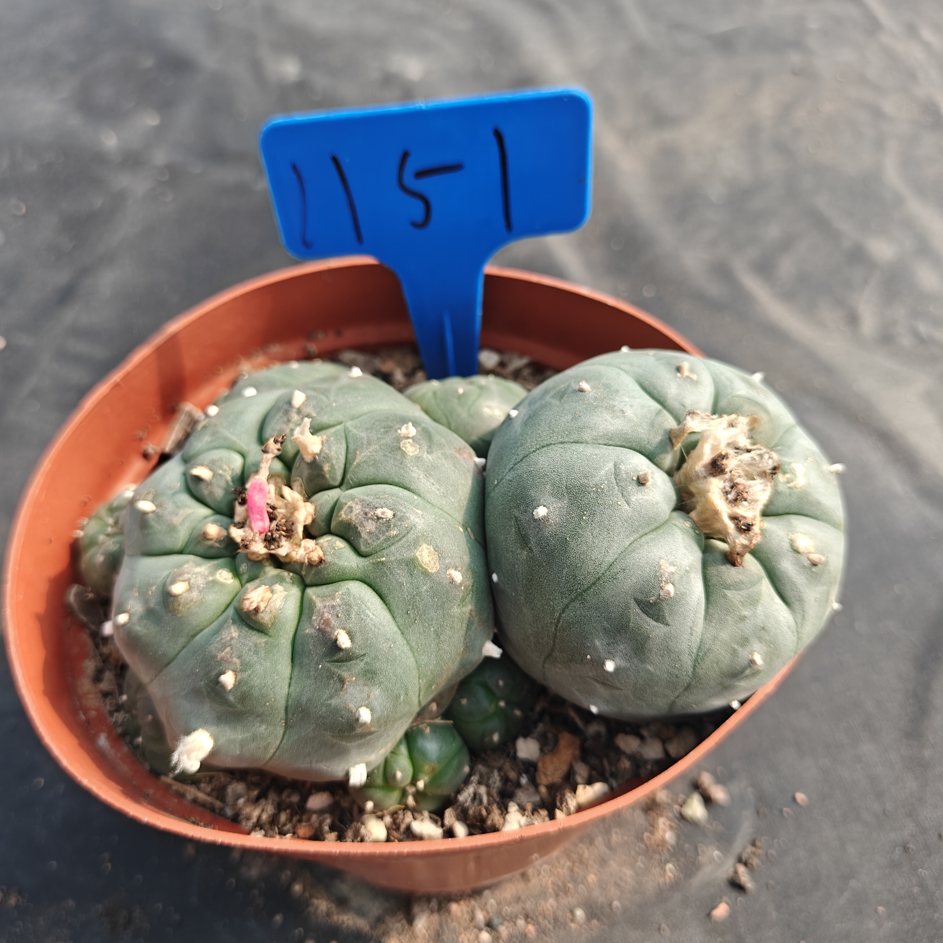 13m（WYSIWYG）Lophophora williamsii  6-8 years old Number 1151