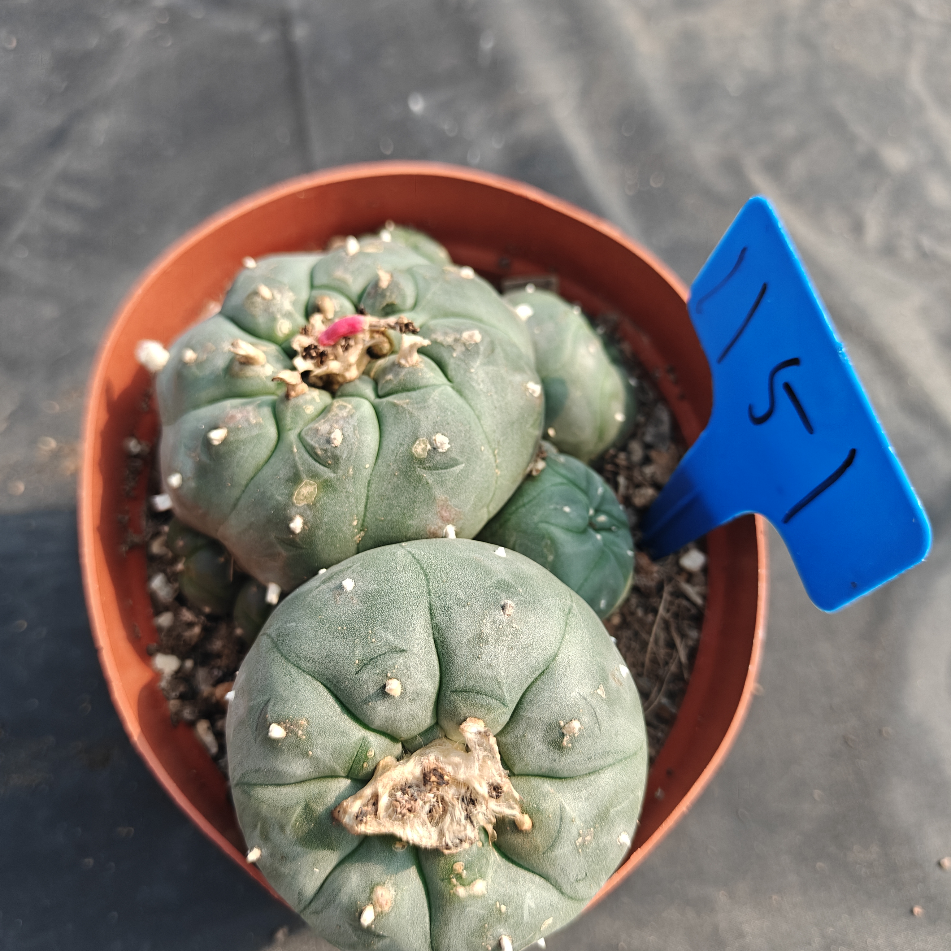 13m（WYSIWYG）Lophophora williamsii  6-8 years old Number 1151