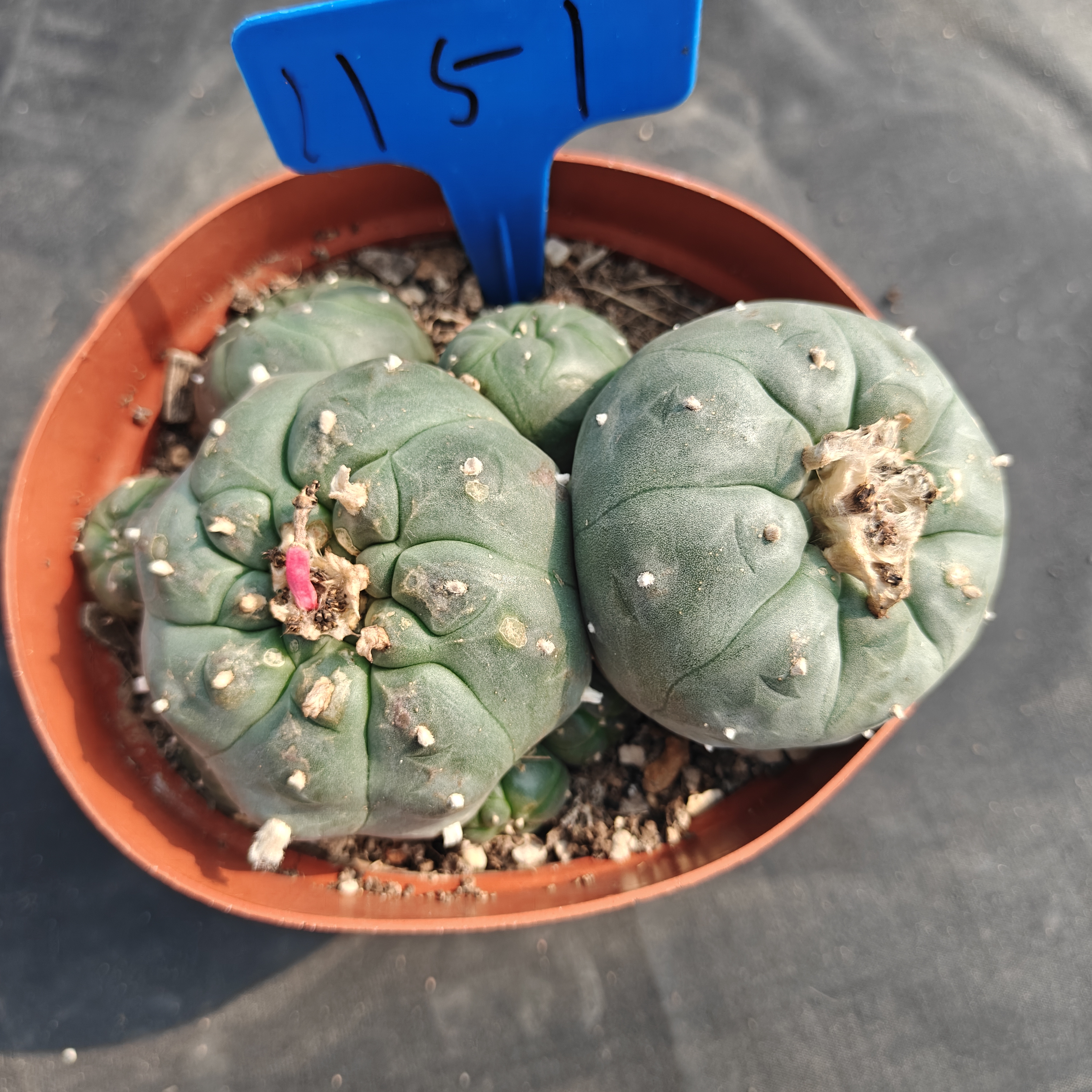 13m（WYSIWYG）Lophophora williamsii  6-8 years old Number 1151