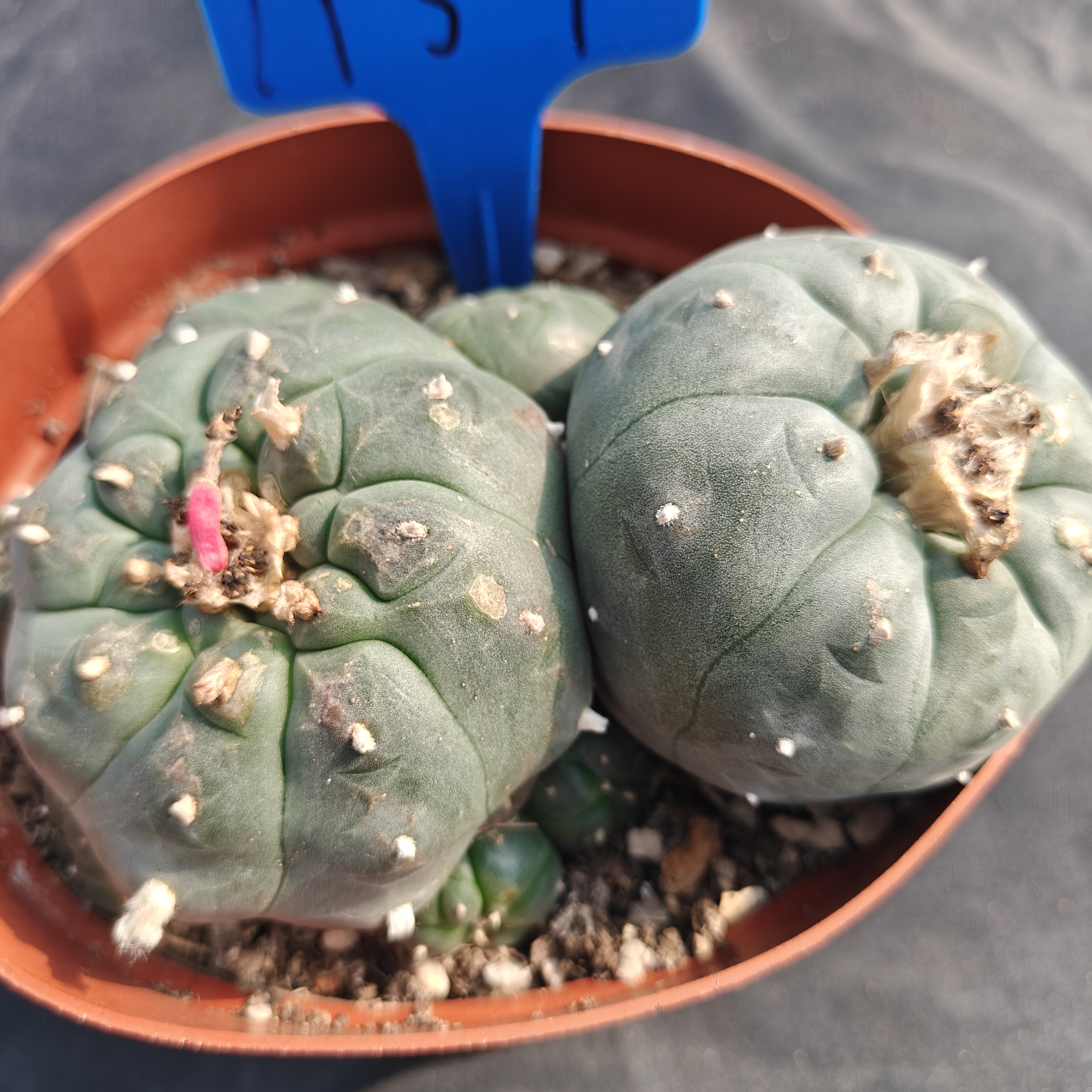 13m（WYSIWYG）Lophophora williamsii  6-8 years old Number 1151