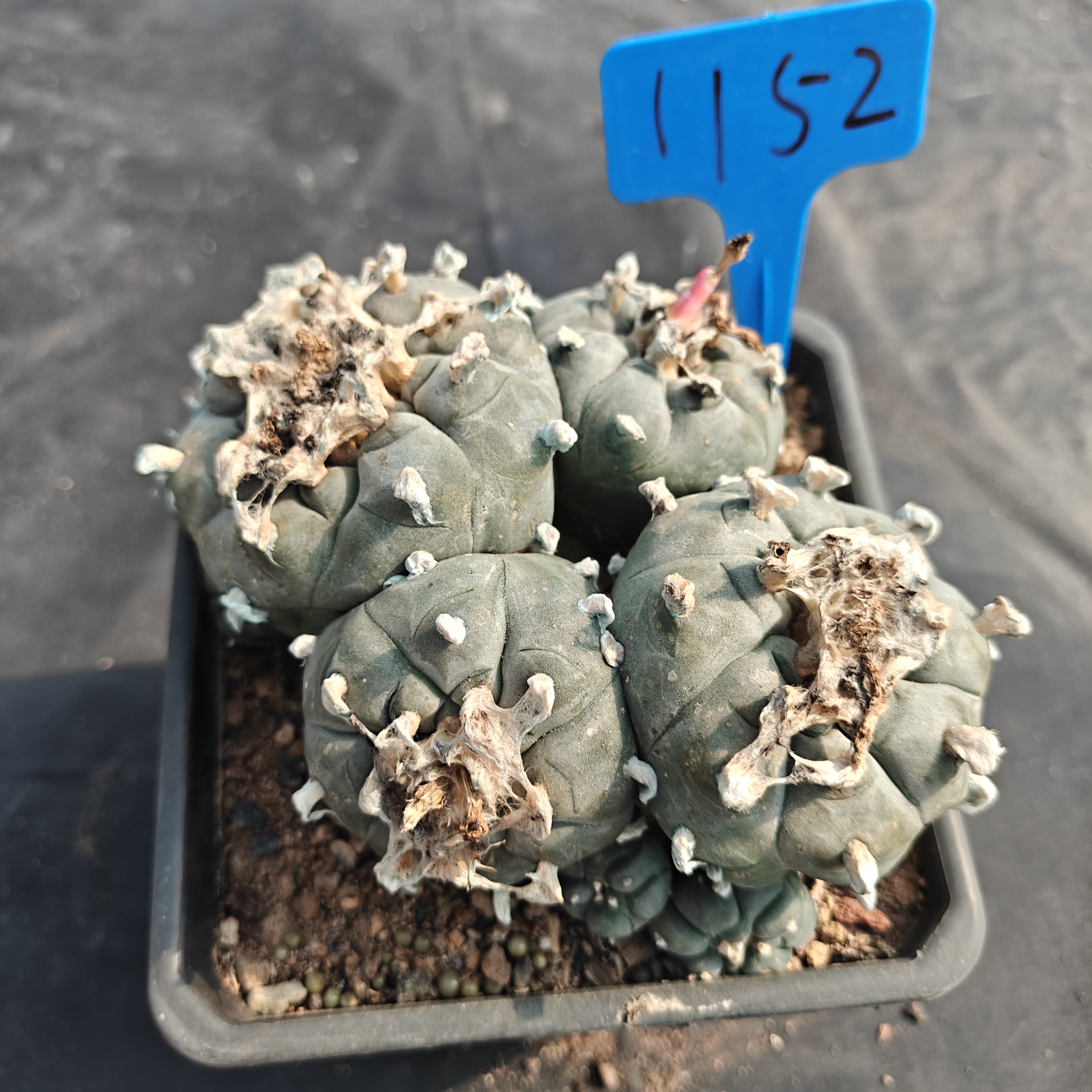 15m（WYSIWYG）Lophophora williamsii  6-8 years old Number 1152