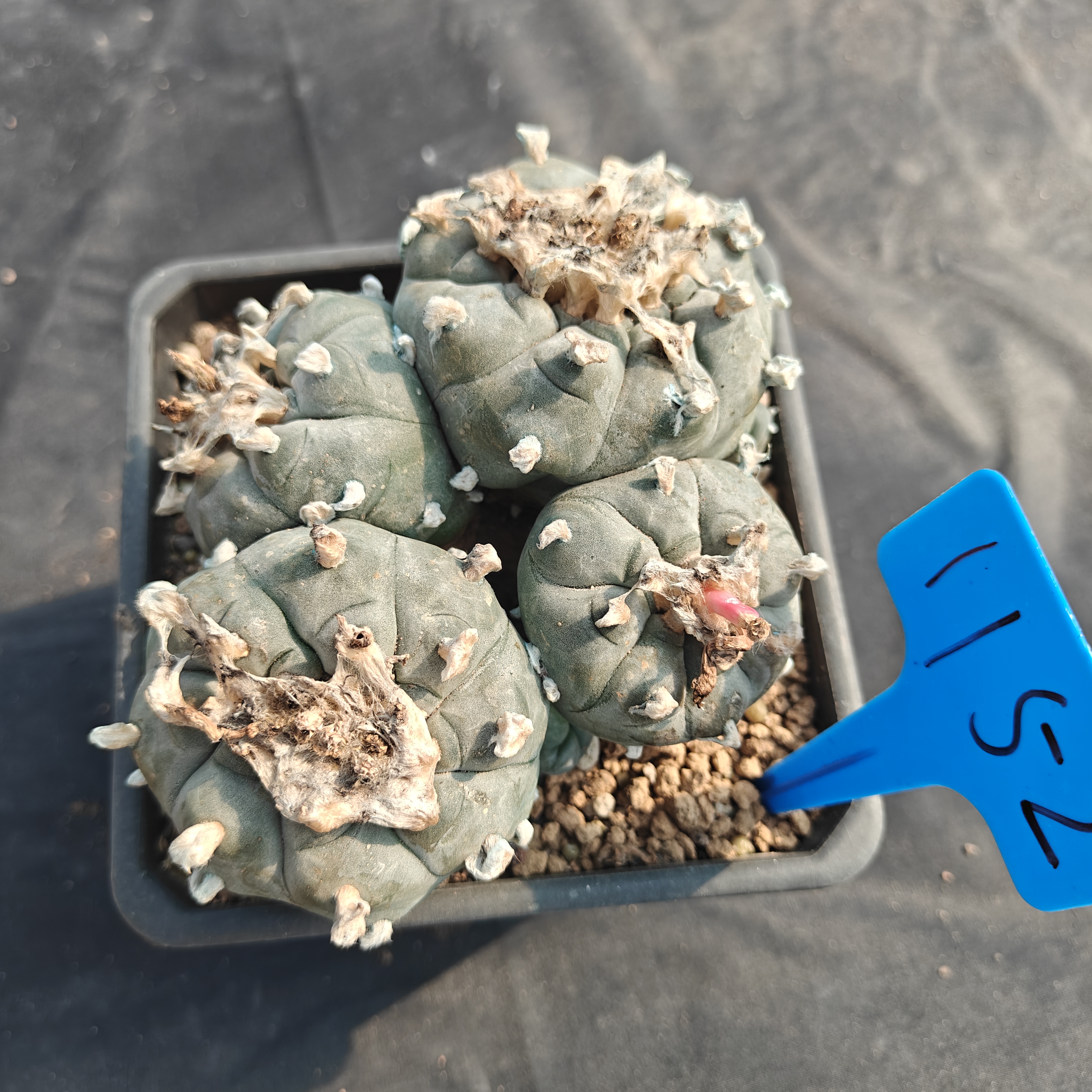15m（WYSIWYG）Lophophora williamsii  6-8 years old Number 1152