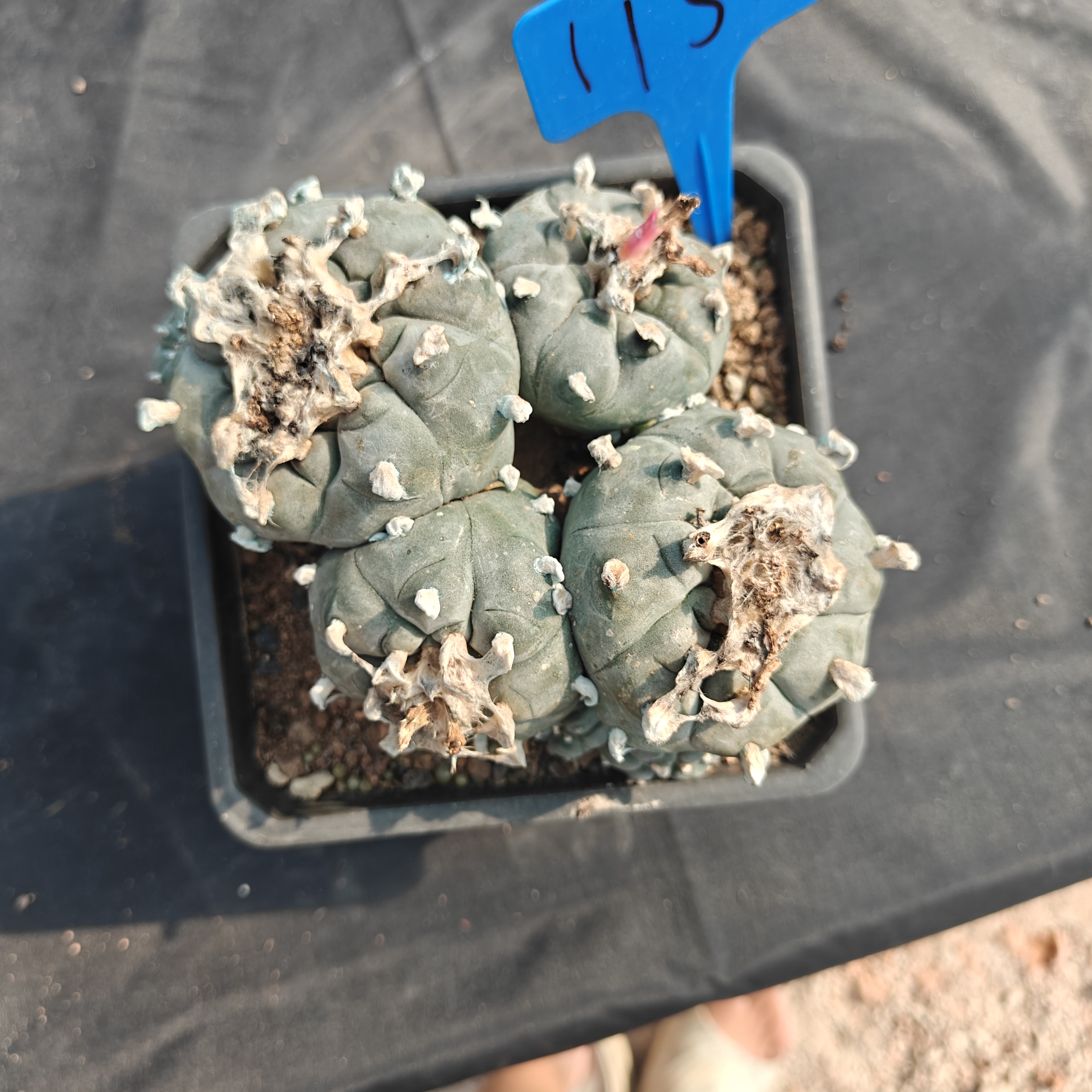 15m（WYSIWYG）Lophophora williamsii  6-8 years old Number 1152