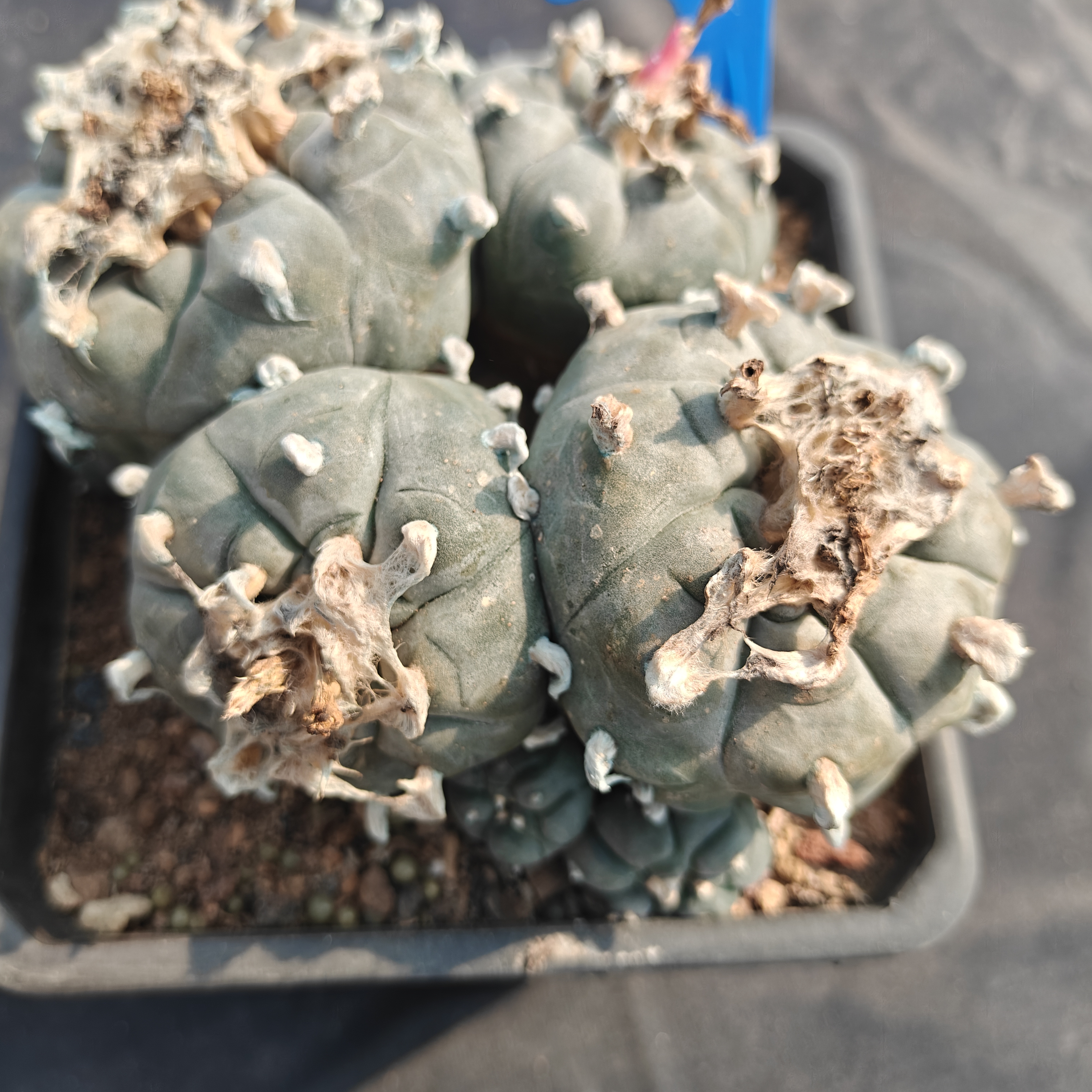 15m（WYSIWYG）Lophophora williamsii  6-8 years old Number 1152