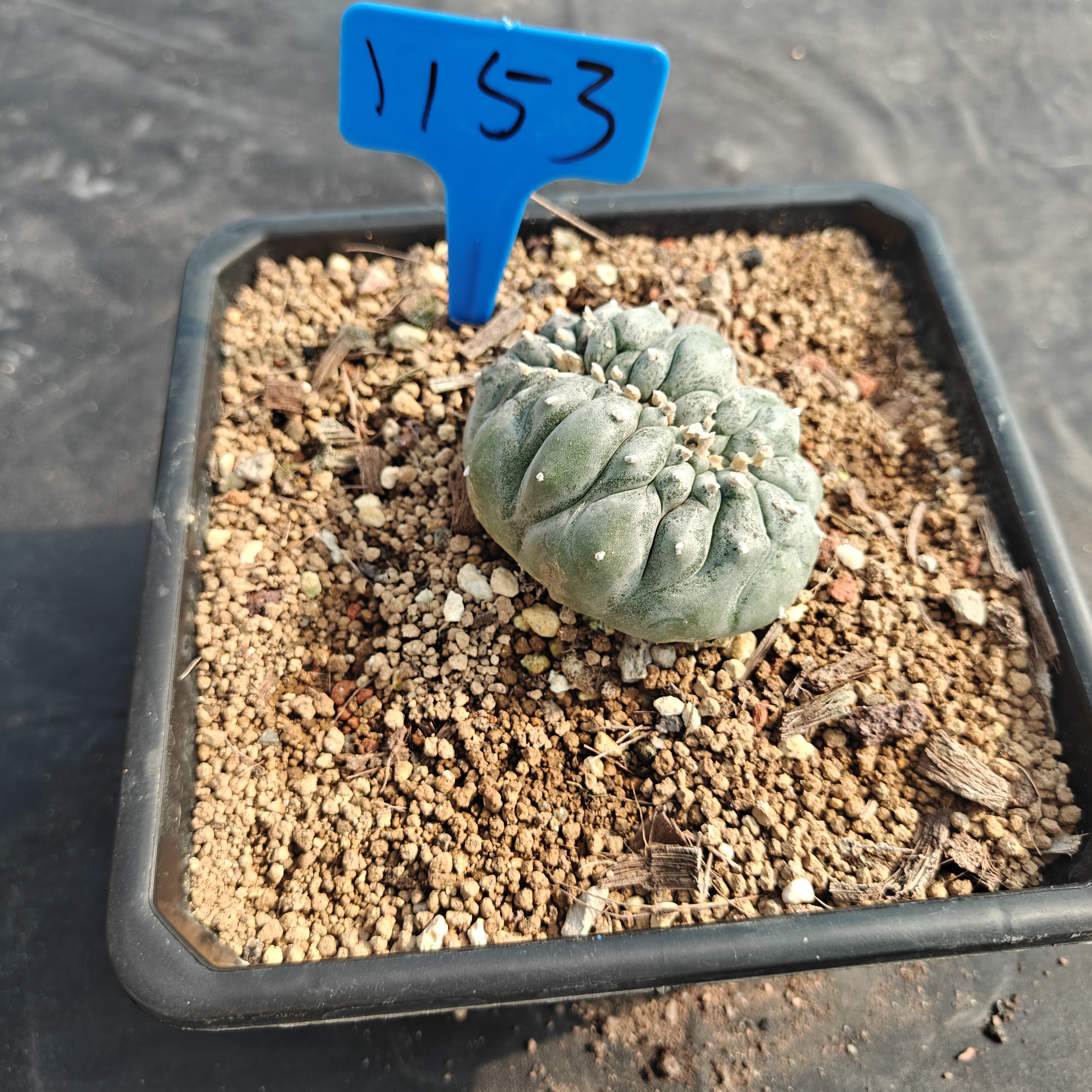 7-8m（WYSIWYG）Lophophora williamsii （variegated） 6-8 years old Number 1153