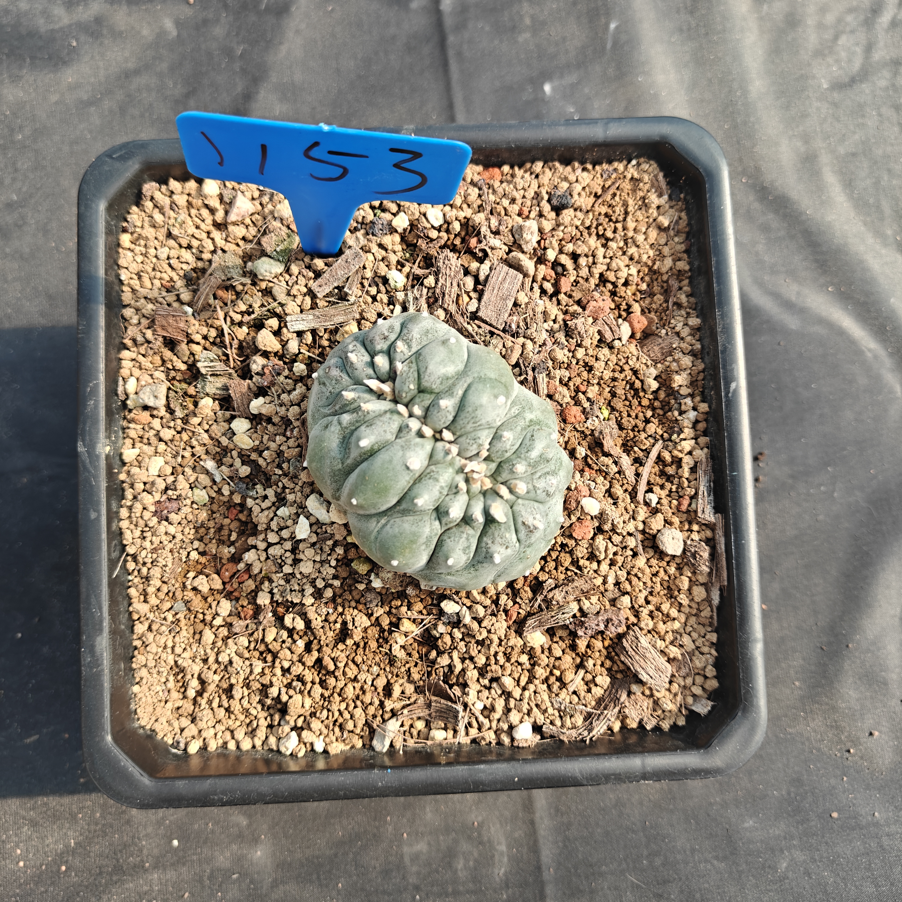 7-8m（WYSIWYG）Lophophora williamsii （variegated） 6-8 years old Number 1153