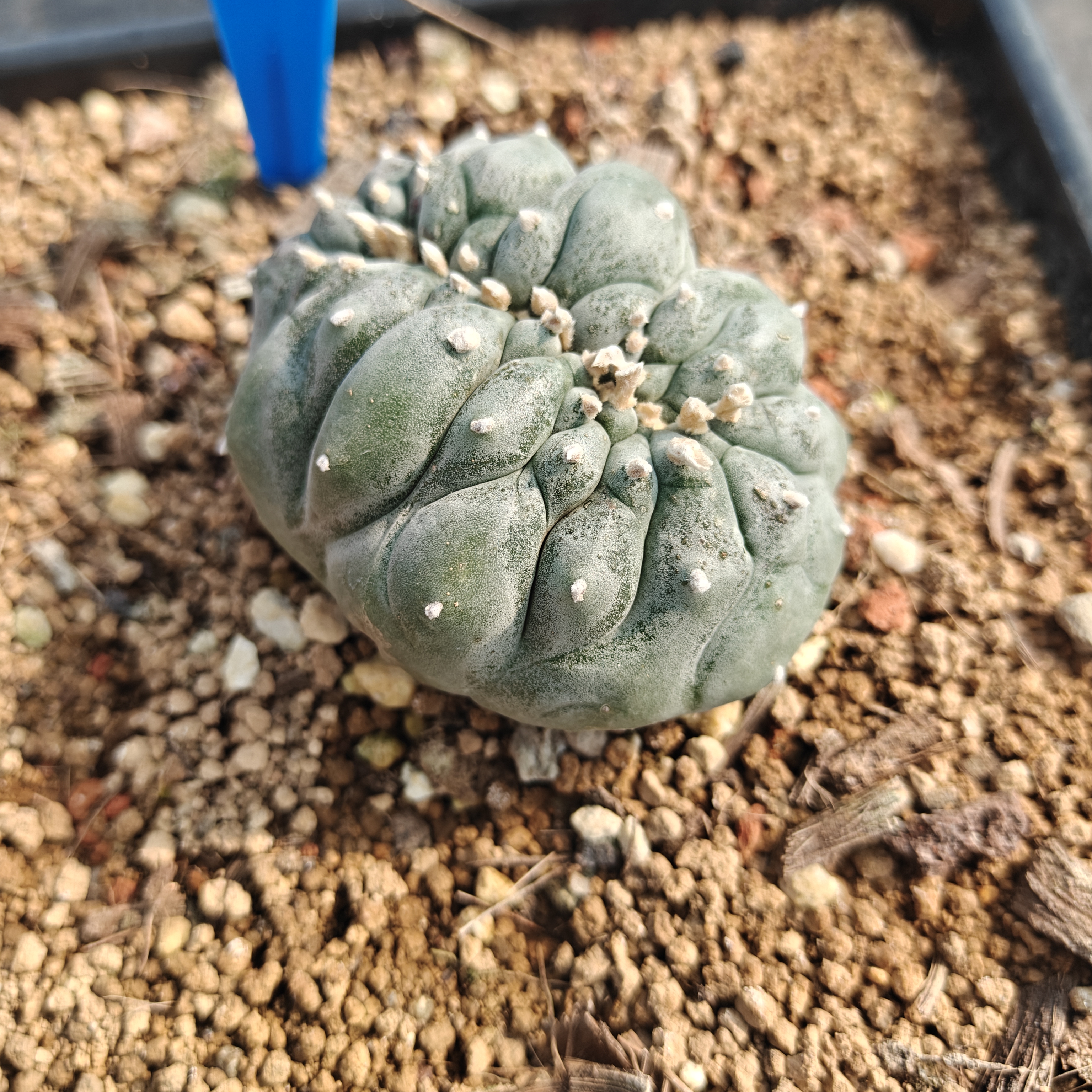 7-8m（WYSIWYG）Lophophora williamsii （variegated） 6-8 years old Number 1153