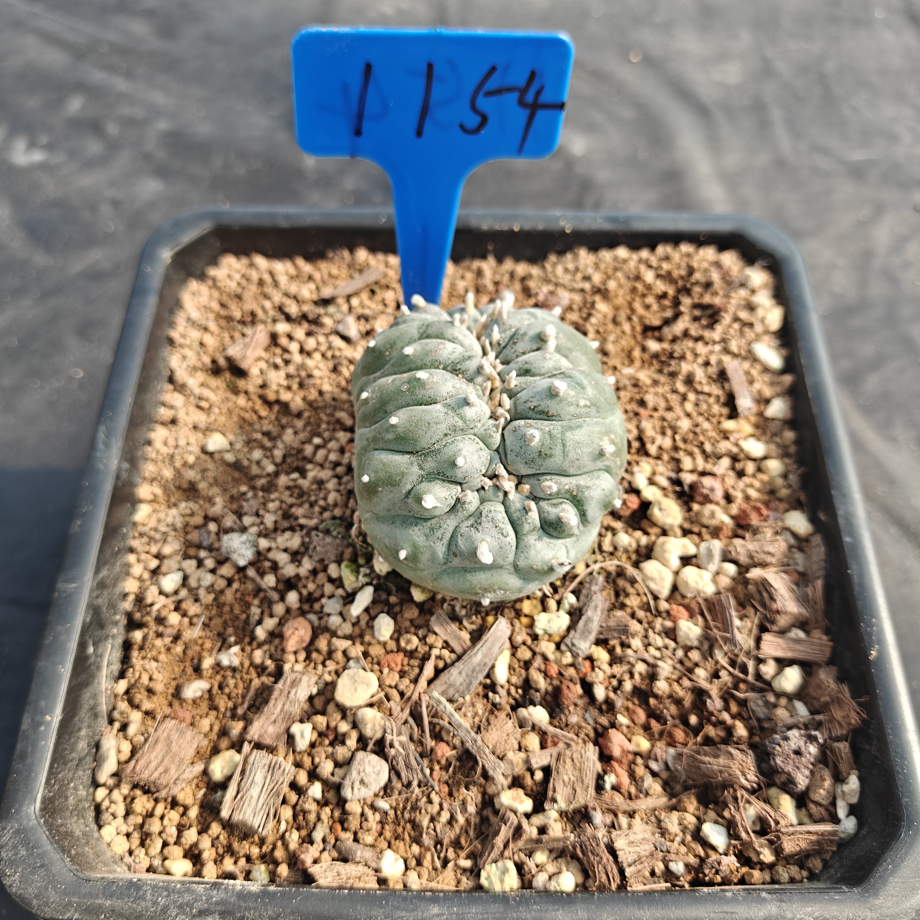 7-8m（WYSIWYG）Lophophora williamsii （variegated） 6-8 years old Number 1154
