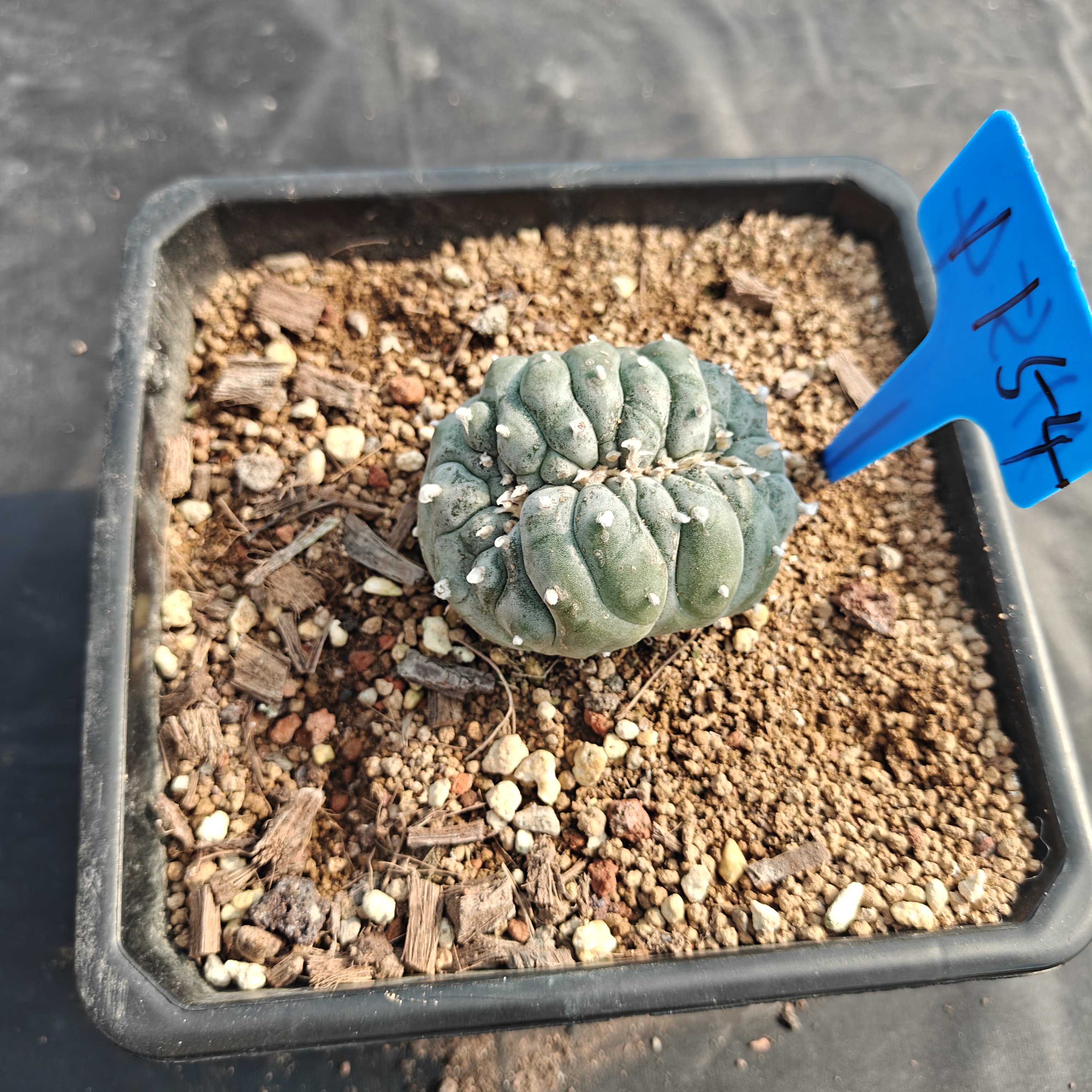 7-8m（WYSIWYG）Lophophora williamsii （variegated） 6-8 years old Number 1154