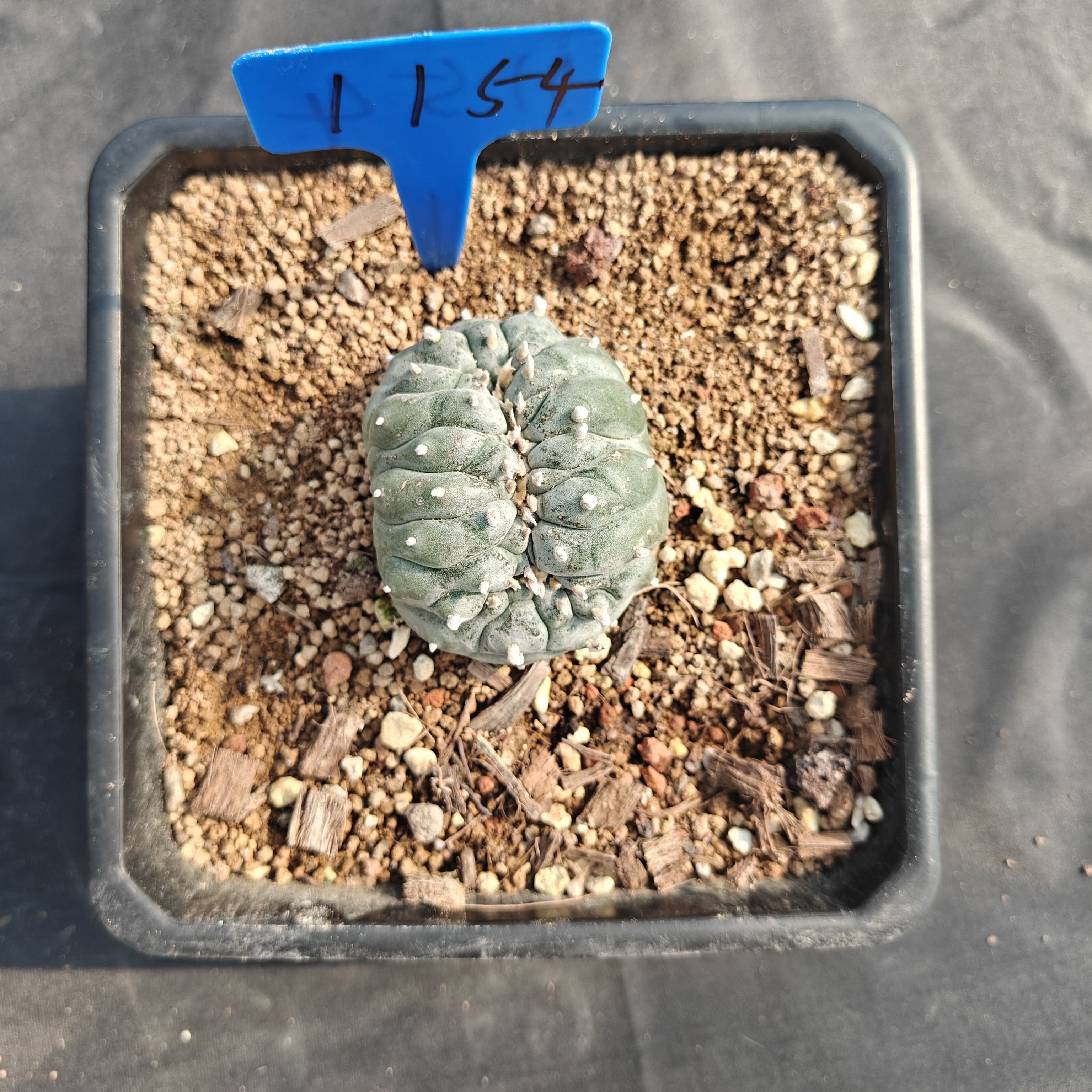 7-8m（WYSIWYG）Lophophora williamsii （variegated） 6-8 years old Number 1154