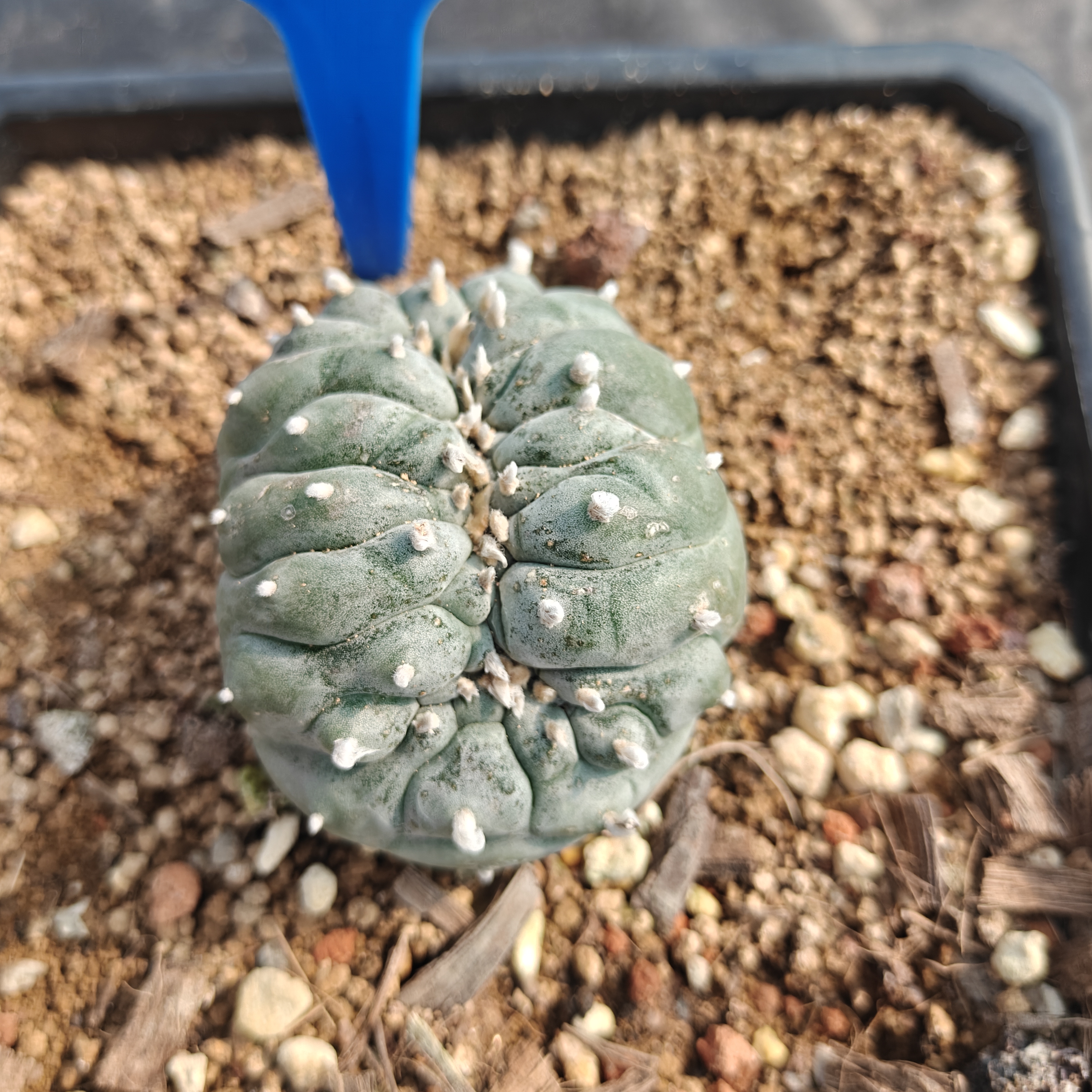 7-8m（WYSIWYG）Lophophora williamsii （variegated） 6-8 years old Number 1154