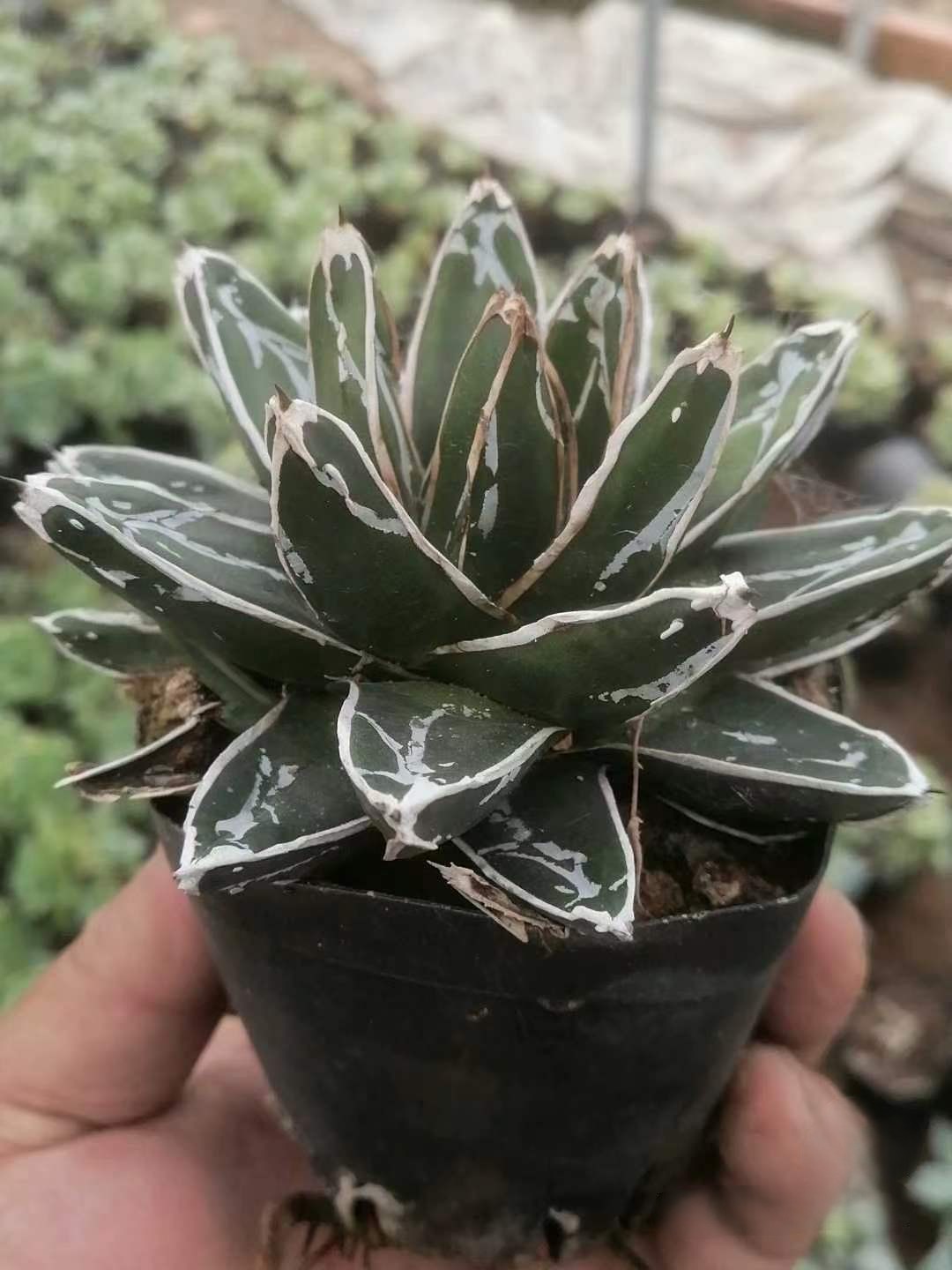 8-10cm Agave victoriae-reginae
