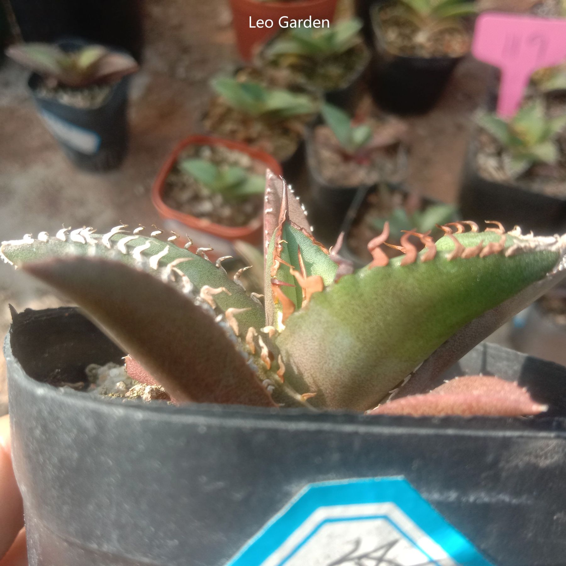 4-14cm Agave titanota Shark Sword