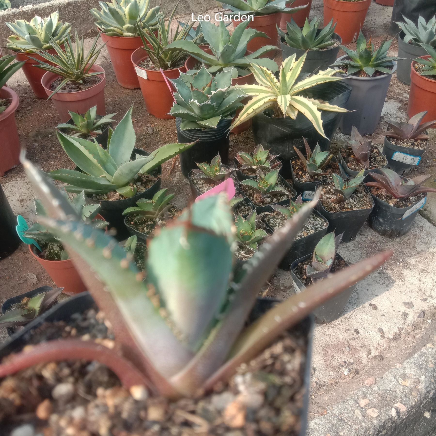 2-12cm Agave Titanota 'Asura'