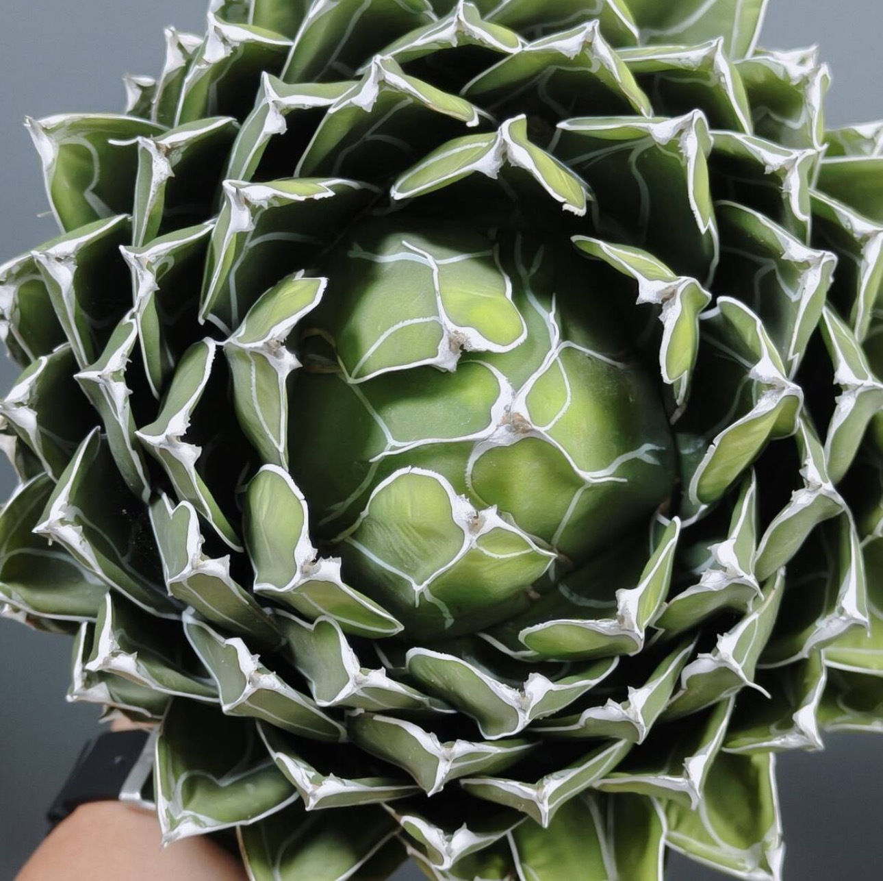 13-15cm Agave victoriae-reginae（similar to the place of origin）