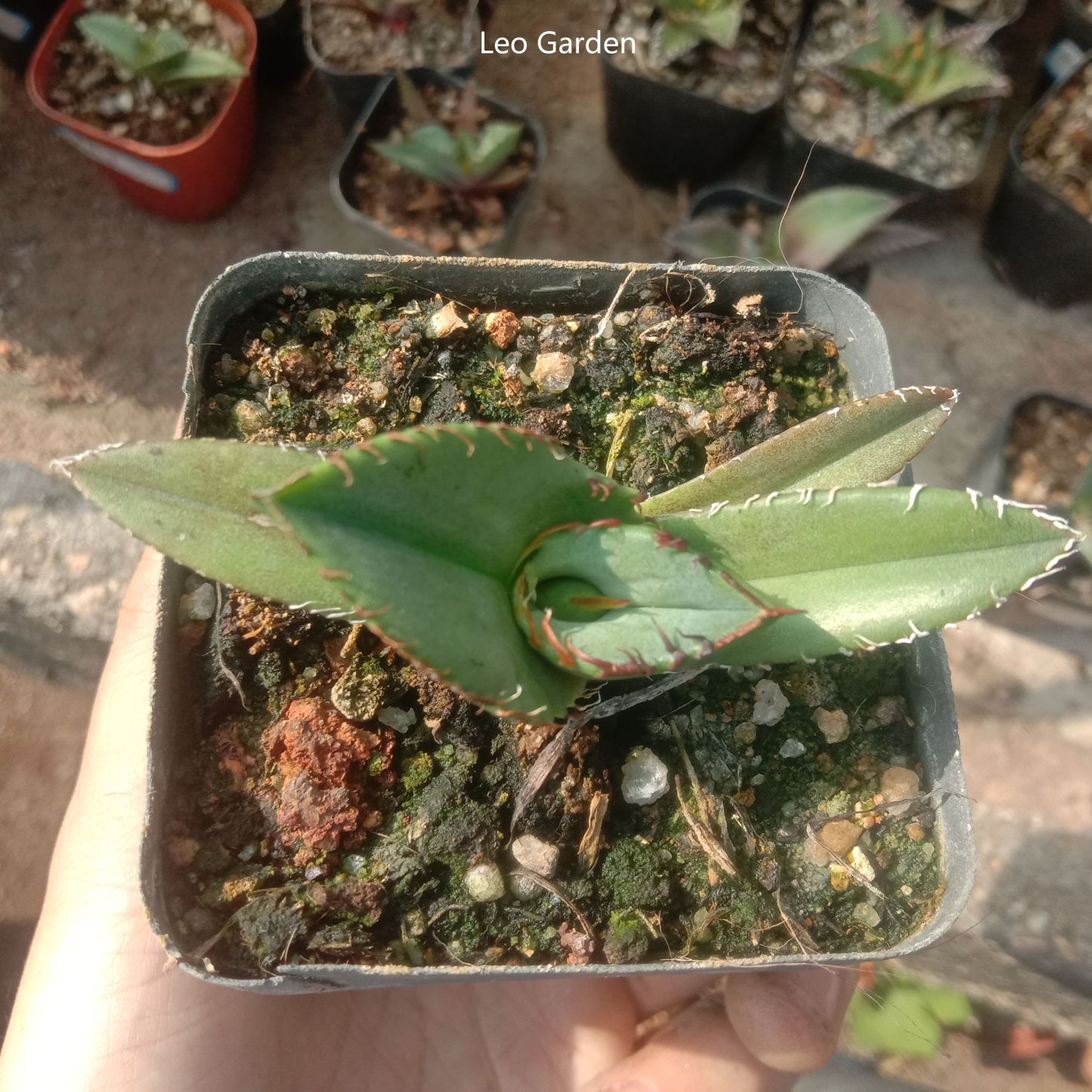 4-6cm Agave titanota Juggernaut （tissue culture）