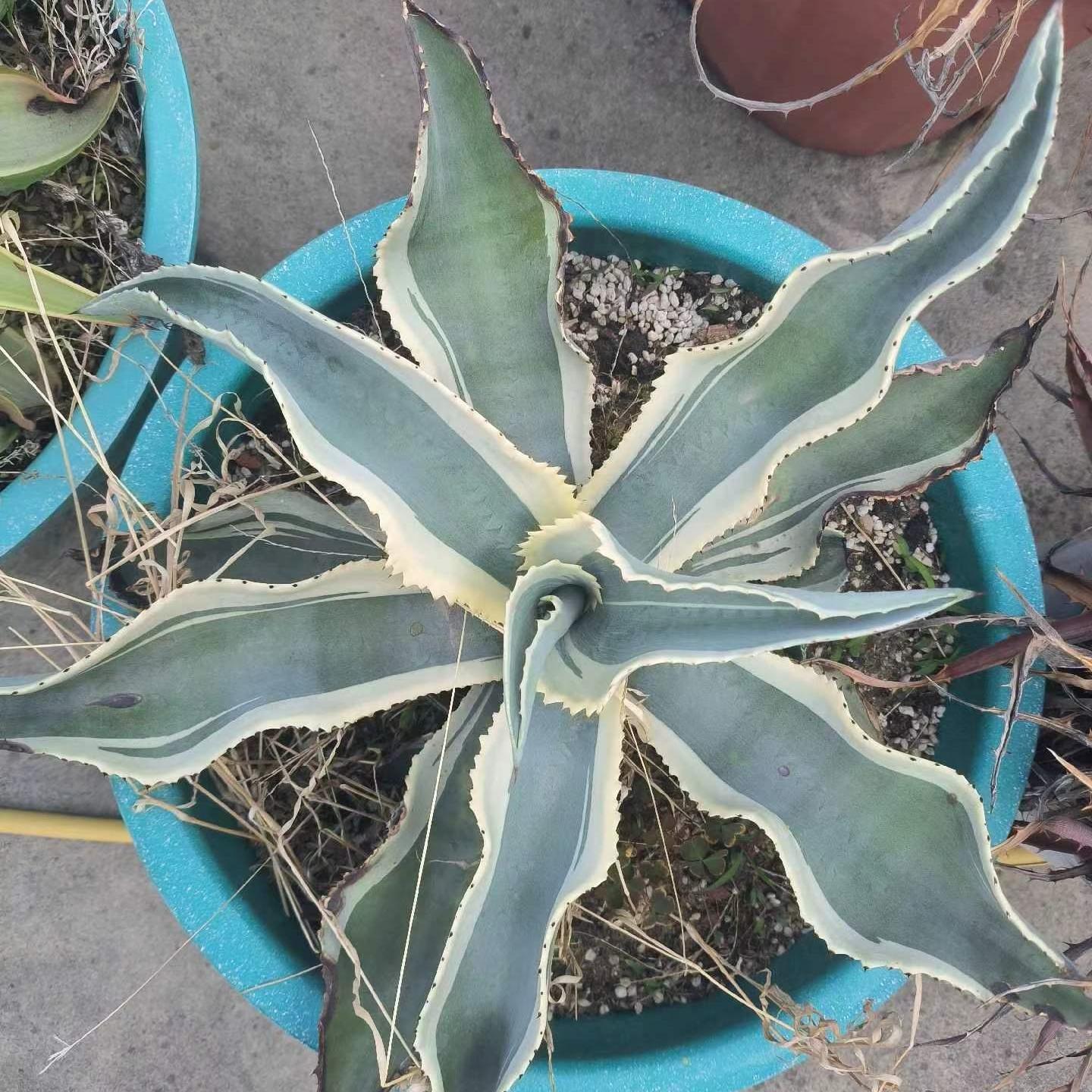 6-15cm Agave gypsophila var