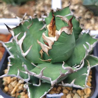 5-14cm Agave oteroi 'Red Catweezle'