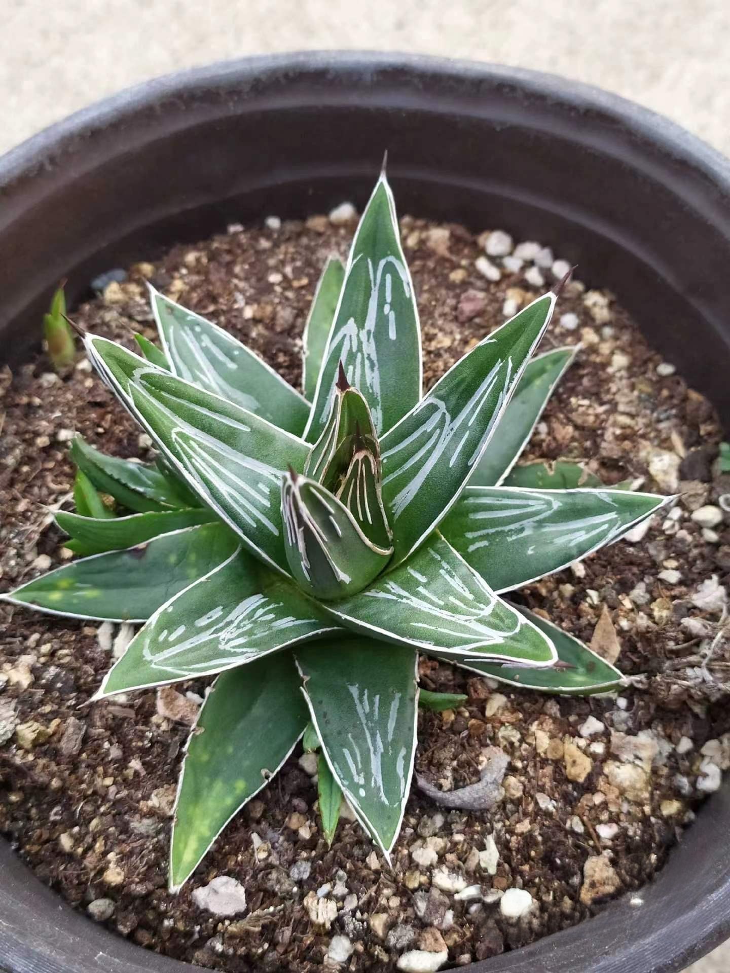 5-20cm Agave victoriae-reginae