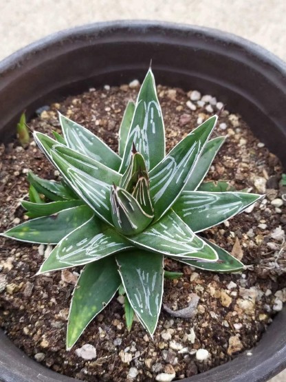 5-20cm Agave victoriae-reginae