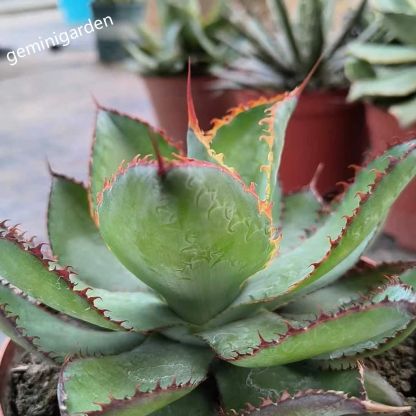 10-12cm Agave bovicornuta