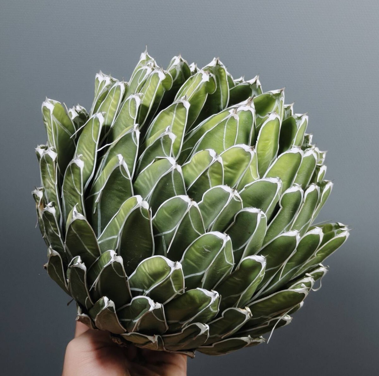 13-15cm Agave victoriae-reginae（similar to the place of origin）