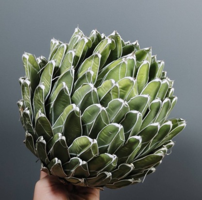 13-15cm Agave victoriae-reginae（similar to the place of origin）