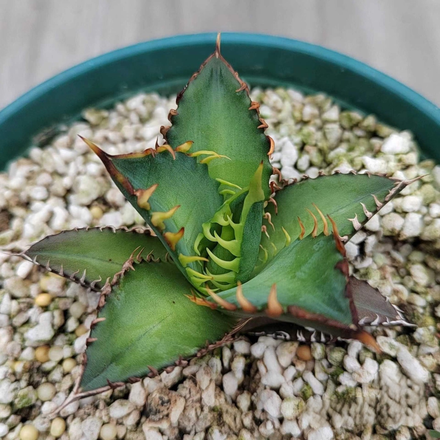2-6cm Agave oteroi 'Red Catweezle'（tissue culture）