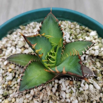2-6cm Agave oteroi 'Red Catweezle'（tissue culture）