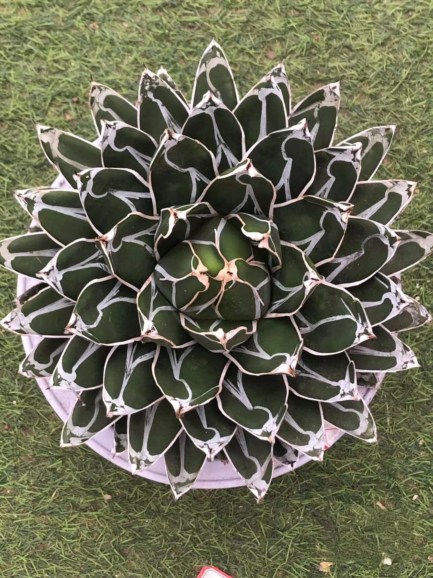 5-20cm Agave victoriae-reginae