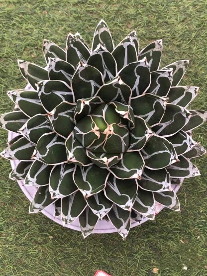 5-20cm Agave victoriae-reginae