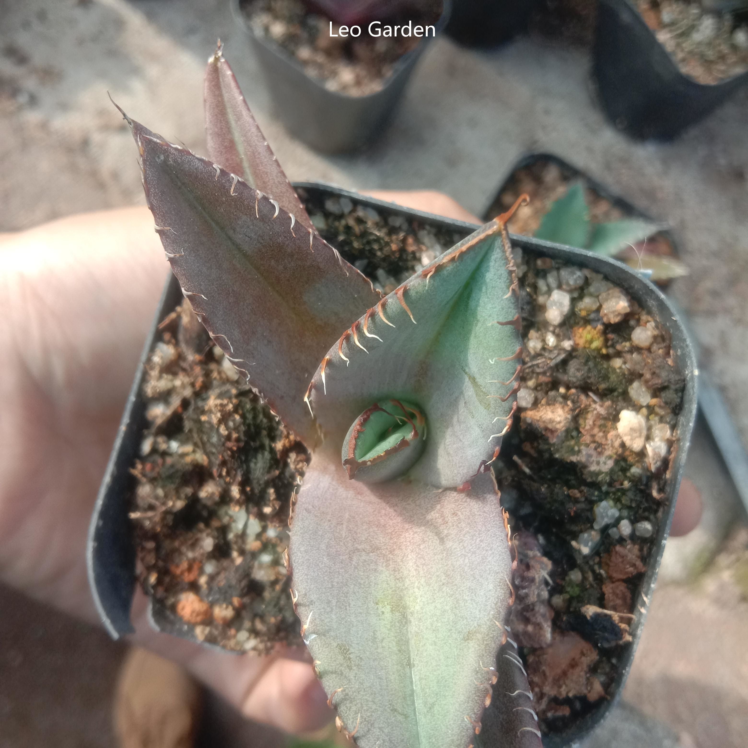 5-7cm Agave Titanota Black Panther（tissue culture）