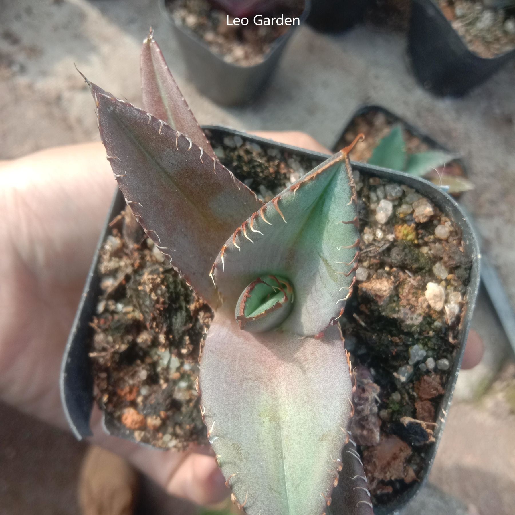 5-7cm Agave Titanota Black Panther（tissue culture）