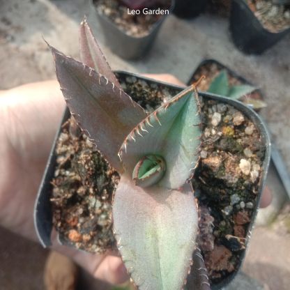 5-7cm Agave Titanota Black Panther（tissue culture）