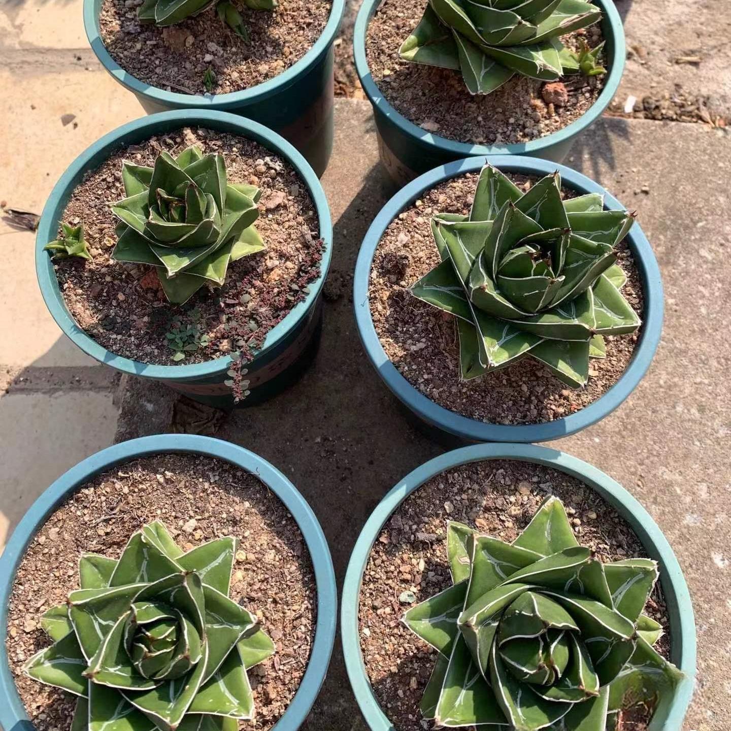 4-14cm Agave victoriae-reginae 'Super Wide'（tissue culture）