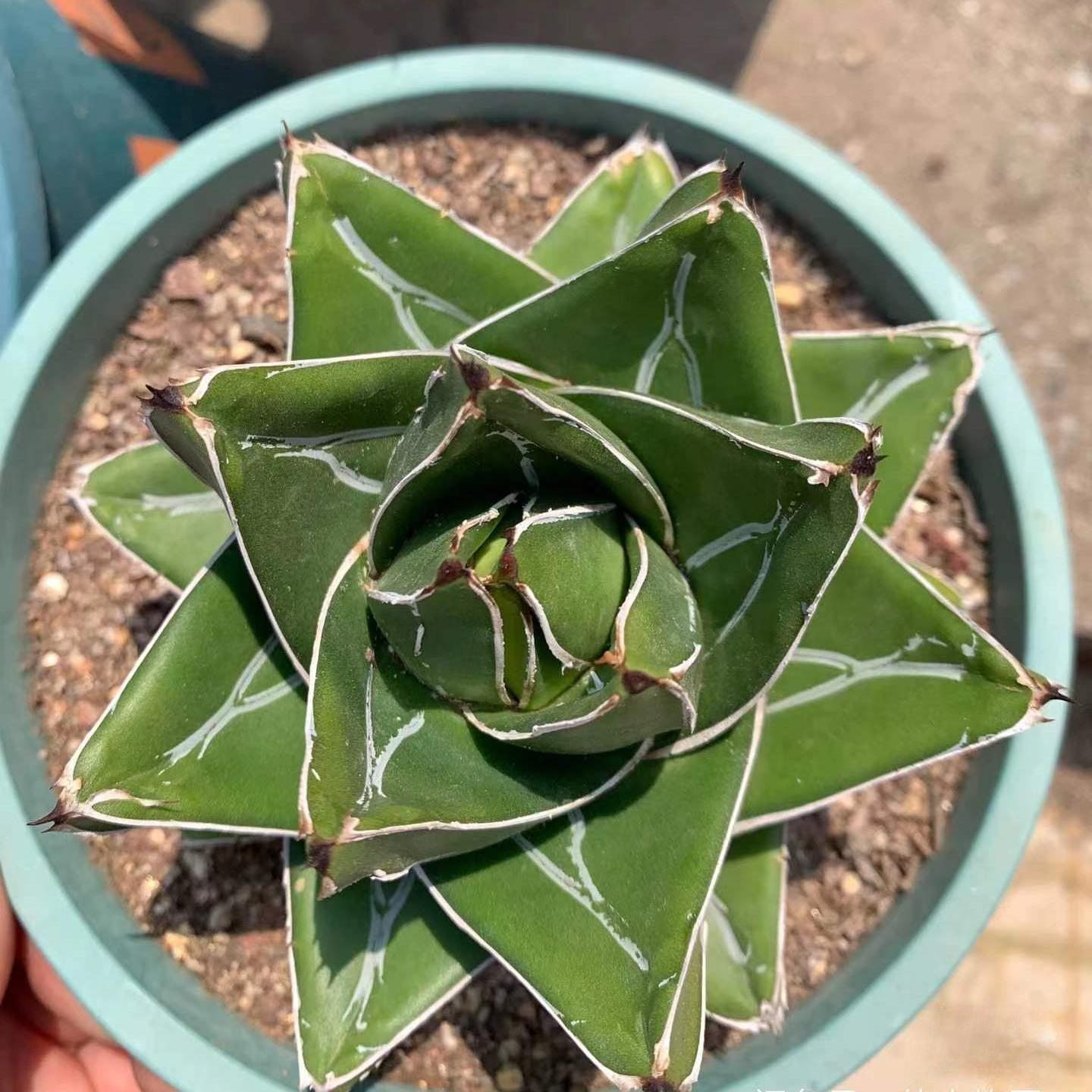 4-14cm Agave victoriae-reginae 'Super Wide'