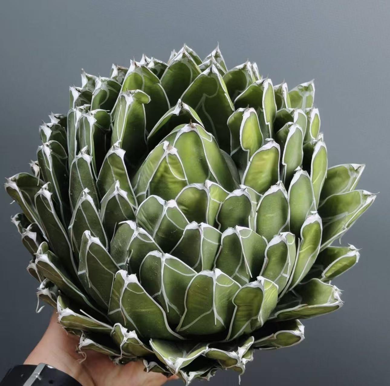 13-15cm Agave victoriae-reginae（similar to the place of origin）