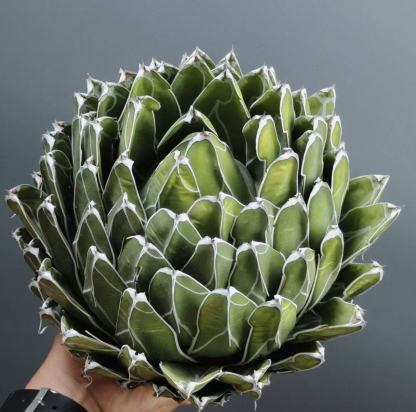 13-15cm Agave victoriae-reginae（similar to the place of origin）
