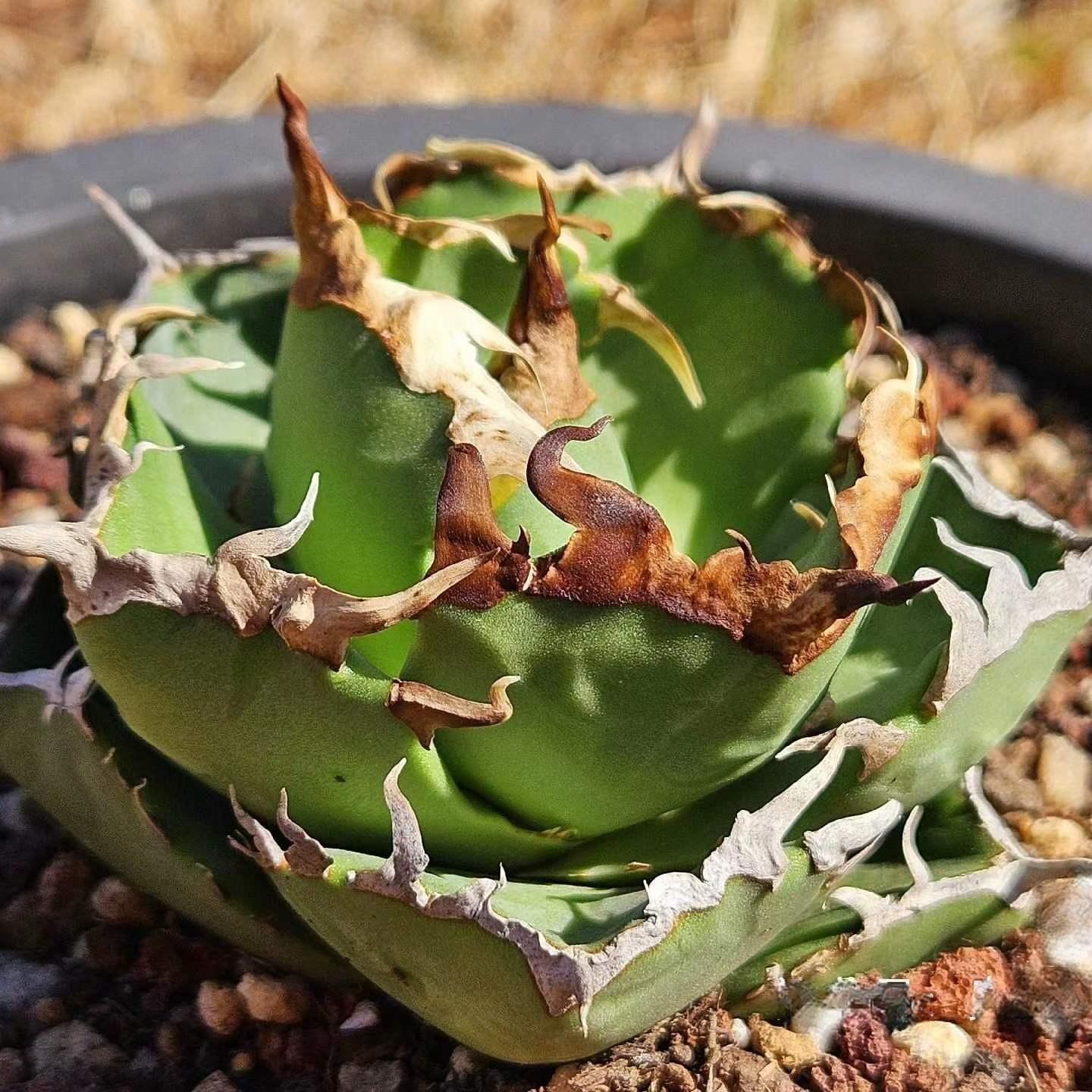 5-15cm Agave oteroi 'Crab'