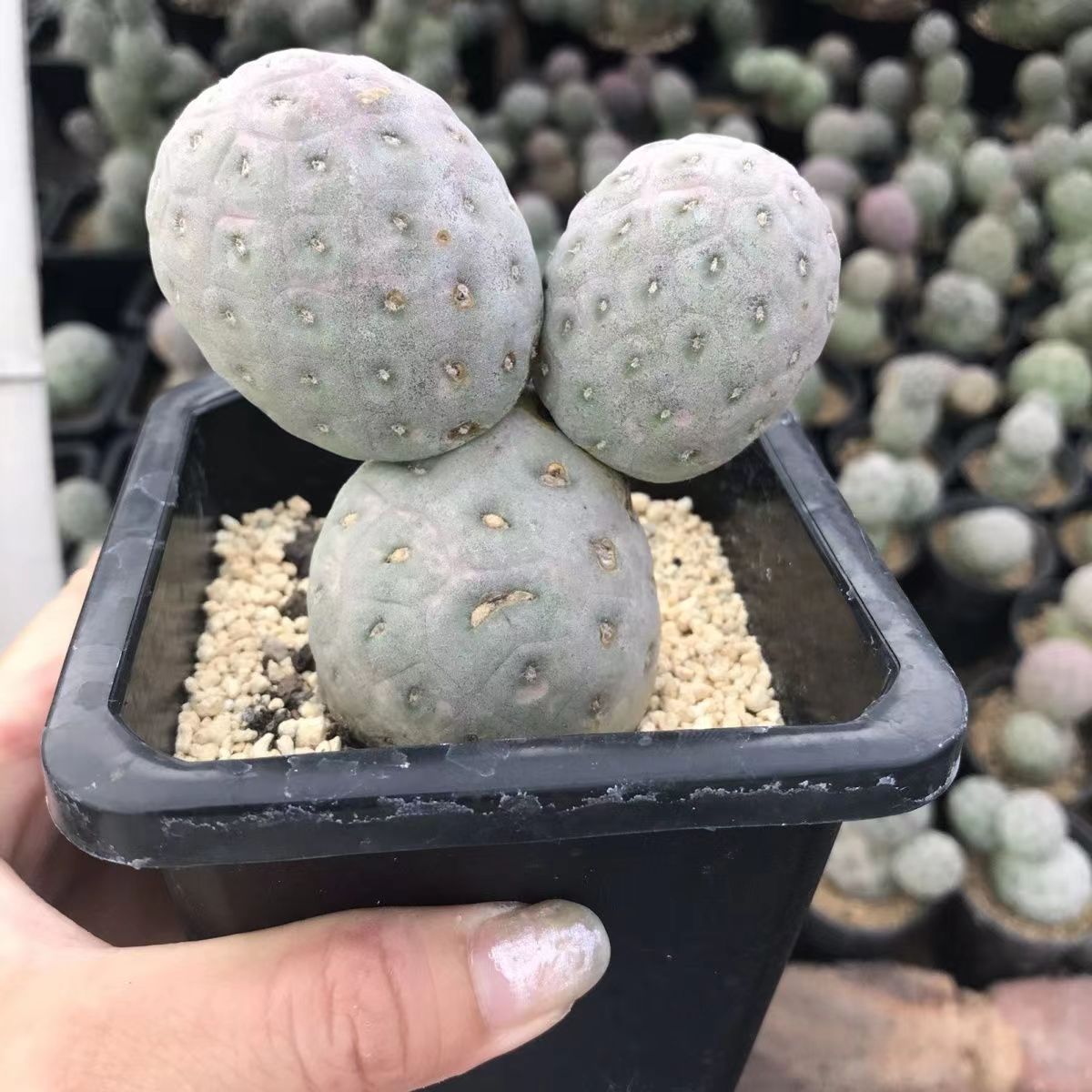 3-14cm Tephrocactus geometricus