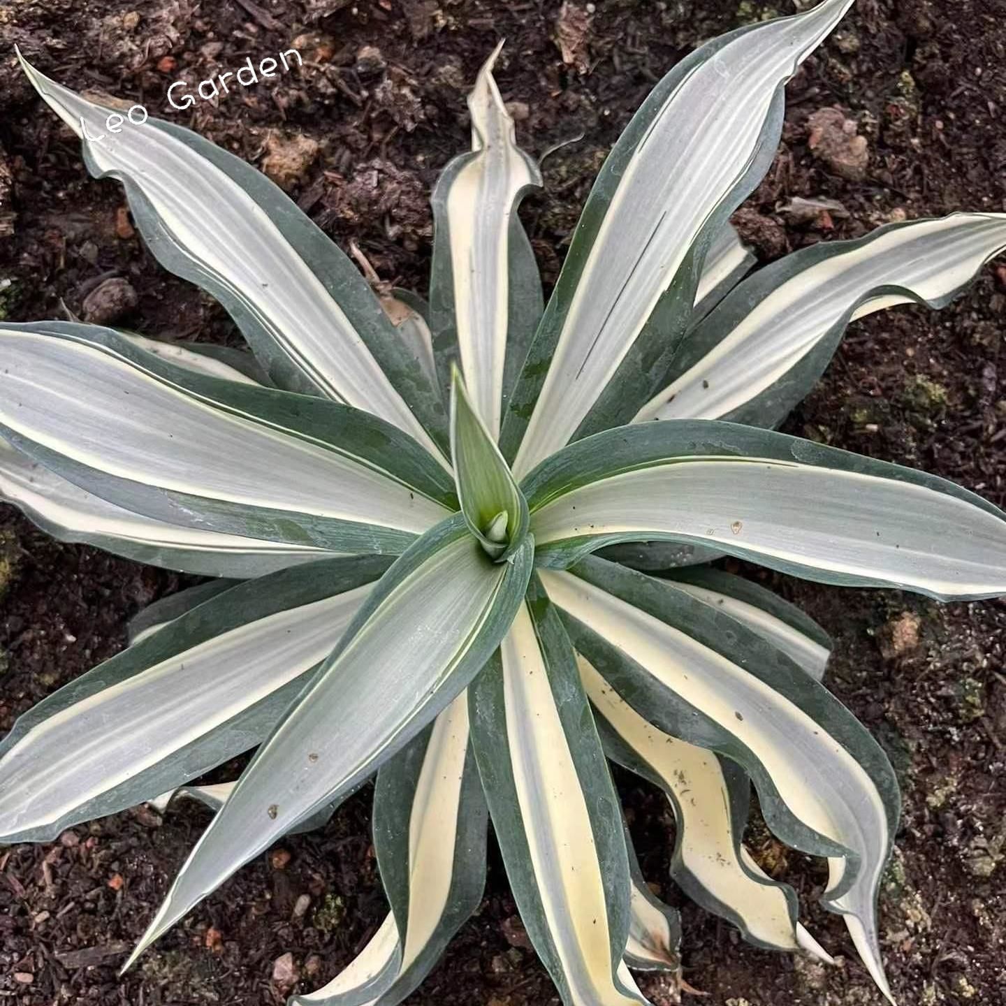 10-25cm Agave desmetiana mediopicta alba