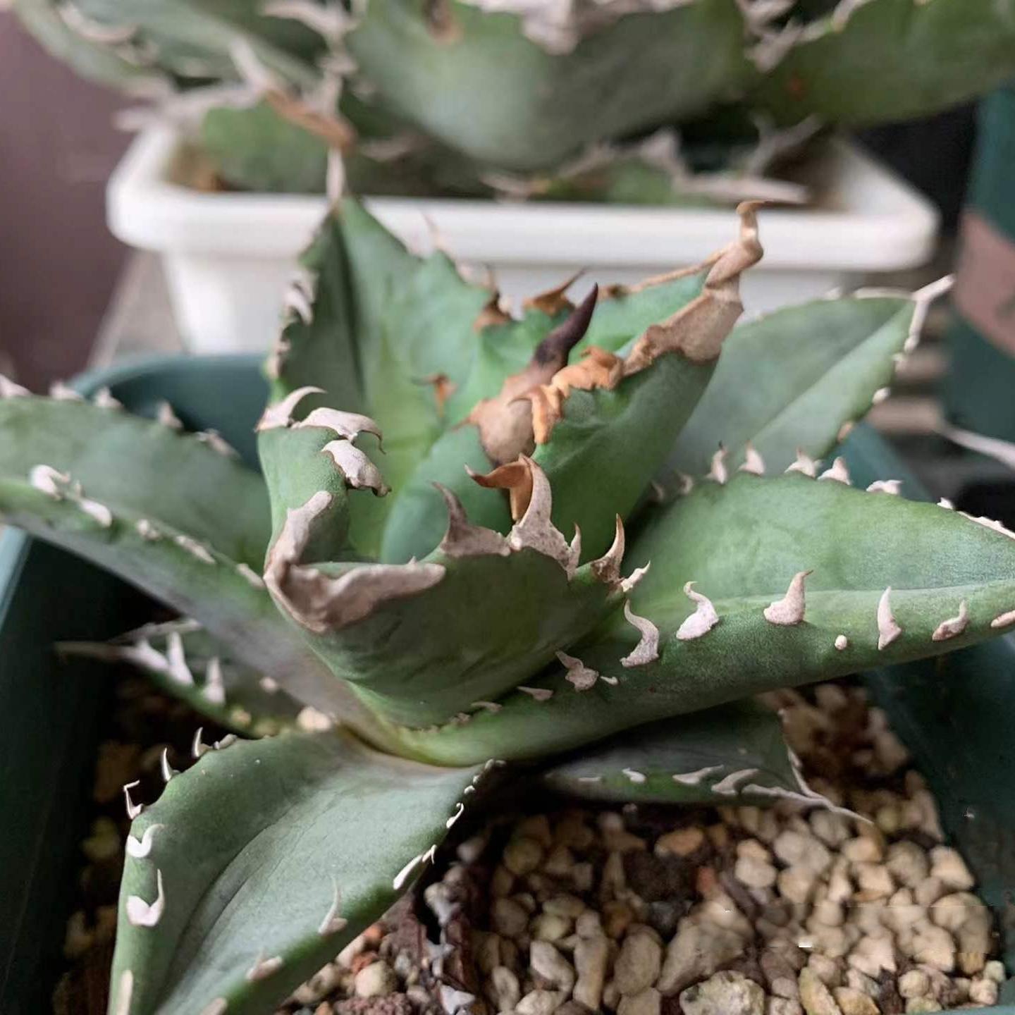 8-10cm Agave oteroi 'White Fire'
