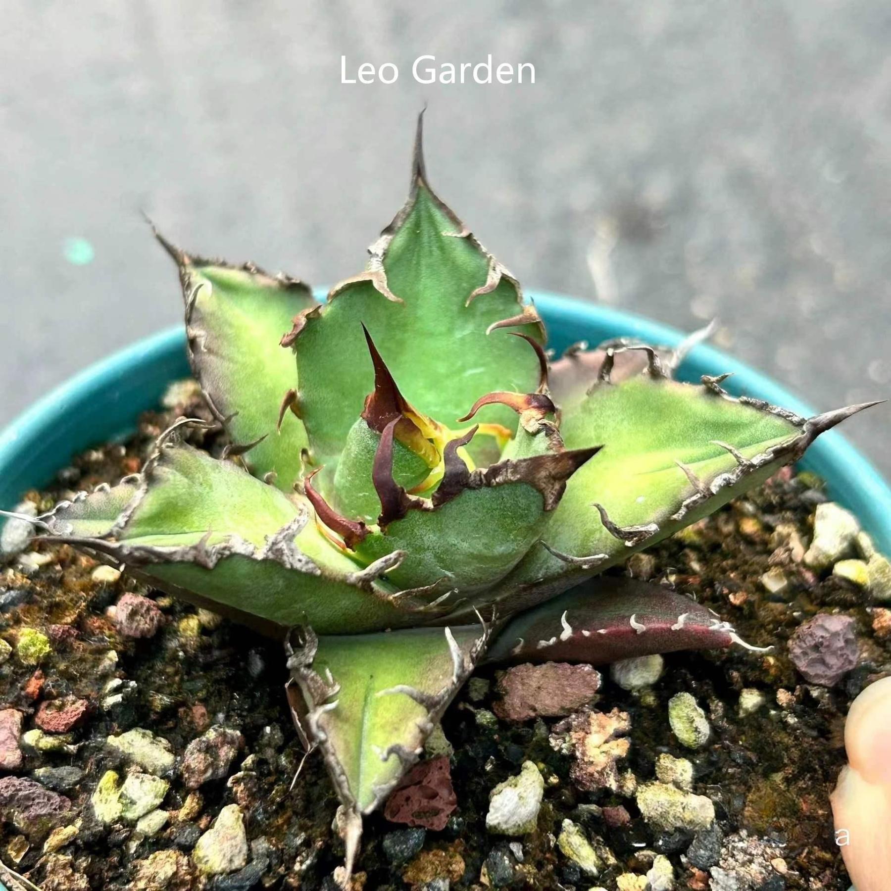 5-14cm Agave oteroi 'Red Catweezle'