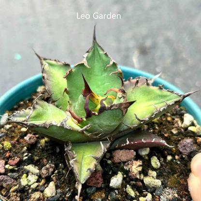 5-14cm Agave oteroi 'Red Catweezle'