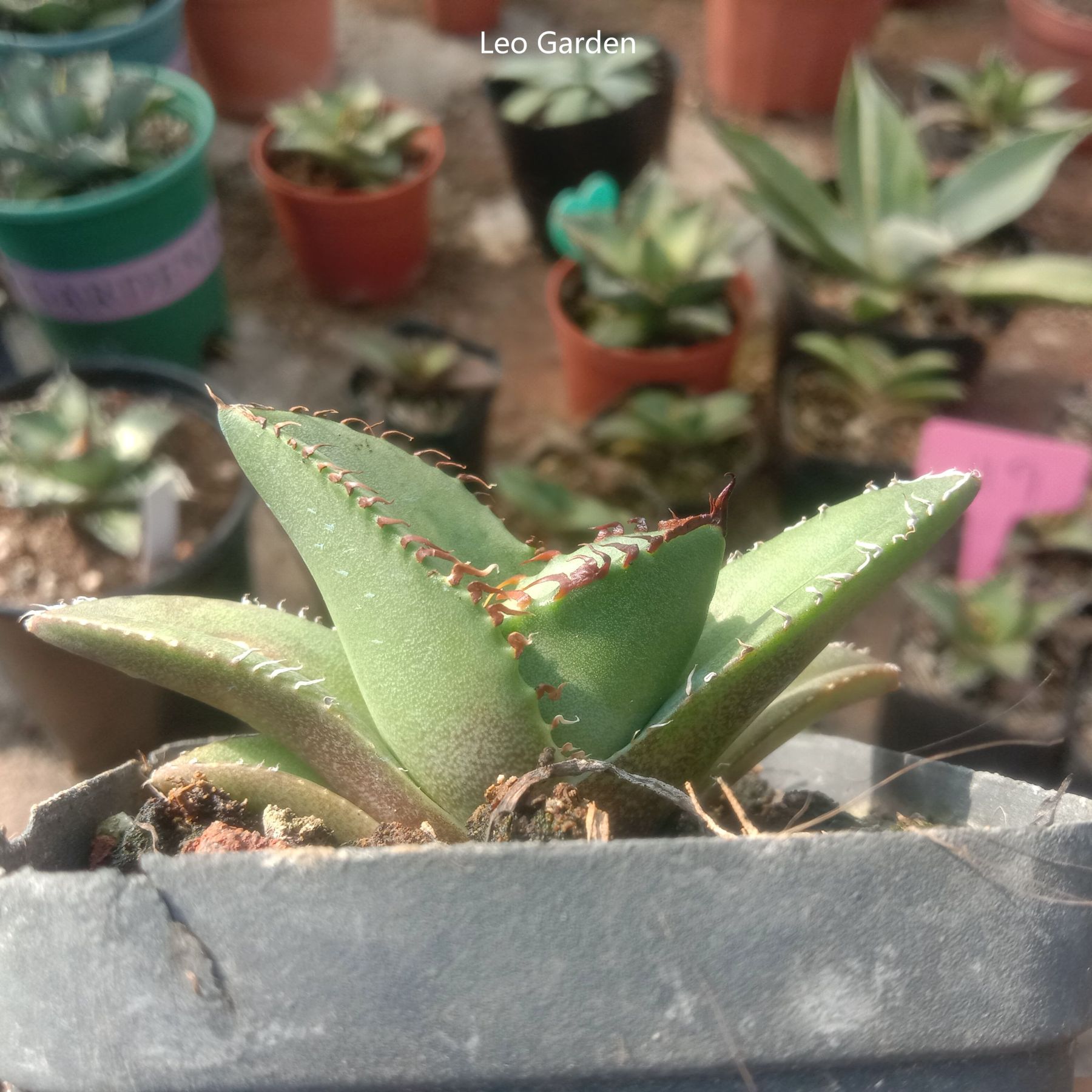 4-6cm Agave titanota Juggernaut （tissue culture）