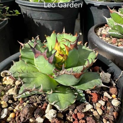 3-8cm Agave Titanota 'Dwarf'