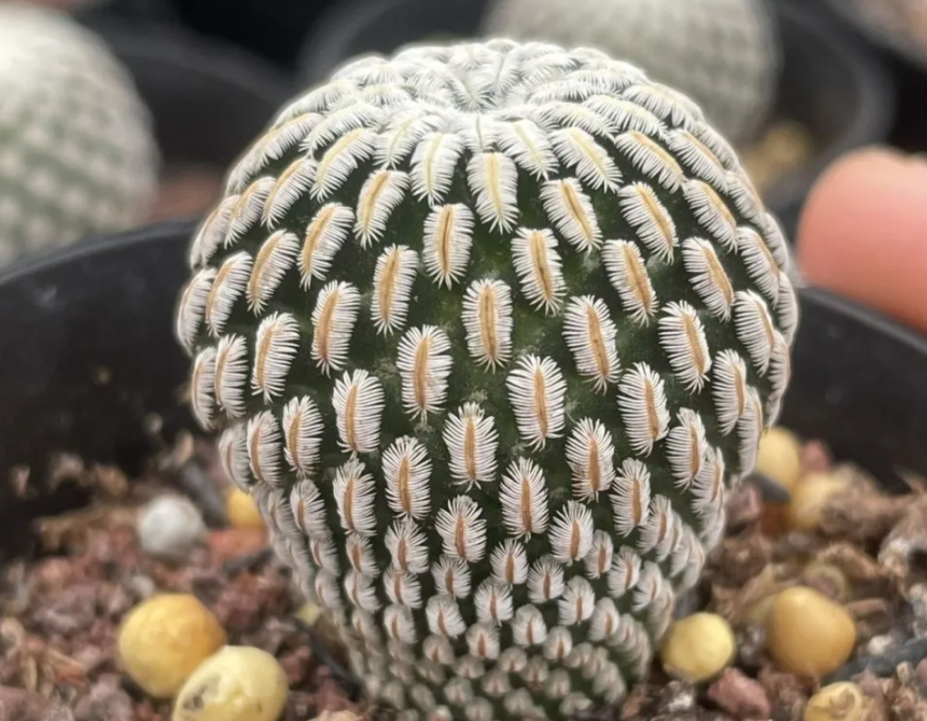 Carrot roots * 50 3cm mammillaria pectinifera * 2 3cm mammillaria pectinifera * 2  Euphorbia obesa * 4 Frailea castanea * 2