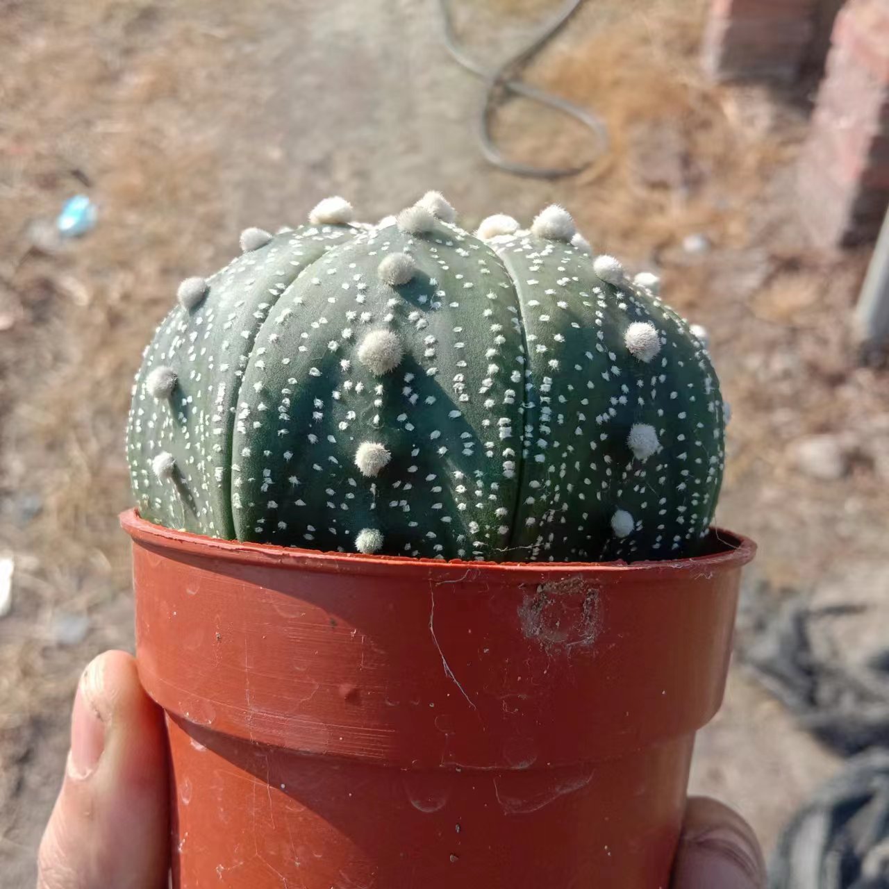 1pcs 8-10cm Astrophytum asterias
